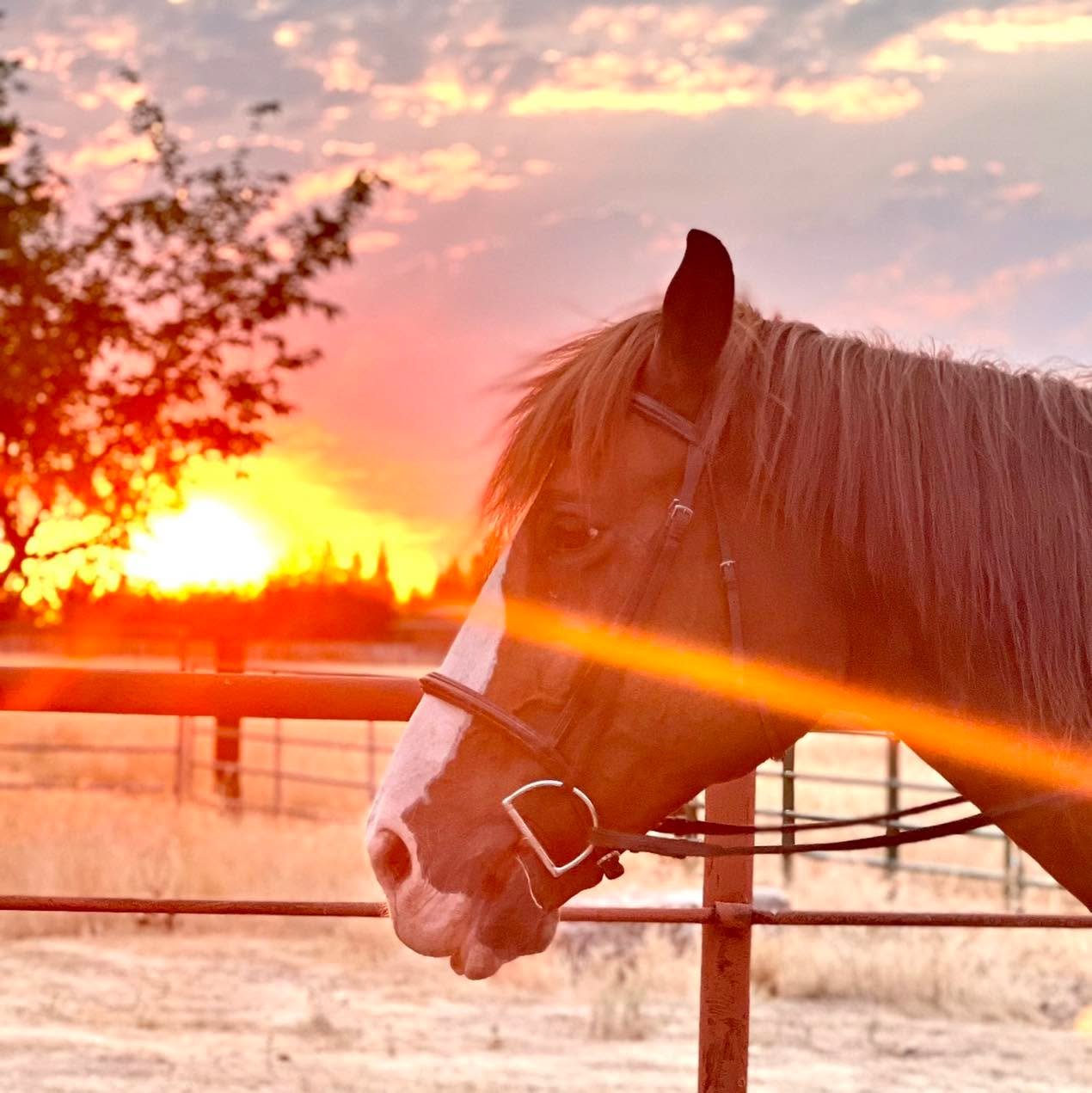 Another super special birthday today! 

Kayleigh turns 18 today 🎉 possibly the most reliable mare on the planet, it&rsquo;s safe to say she&rsquo;s made a massive impact on so many students. Our barn simply wouldn&rsquo;t be the same without her 💖