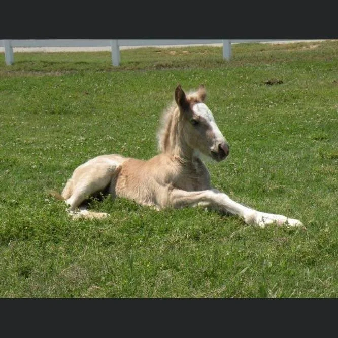 It&rsquo;s one birthday packed week around here - any guesses whose baby pic this is?!? The birthday girl is celebrating her 14th today, and we&rsquo;ve owned her for every single one of them 💖