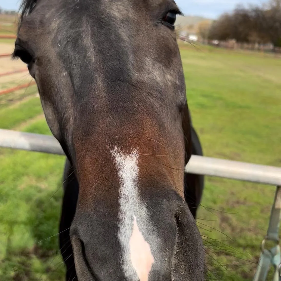 355 days pregnant&hellip;..One day shy of her first pregnancy duration. With all previous foaling estimations LONG since passed - when do we think this baby will finally arrive???

Reminder that this Thursday/Friday (4/16-17) are flex days to even ou