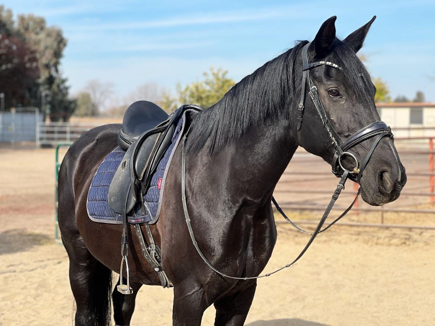 Responses may be a bit delayed this week as we transition to summer schedules with camp 🎉 and end the week with a horse show 🦄

Response times will be back to speedy once we&rsquo;re back to lessons June 16 ✨