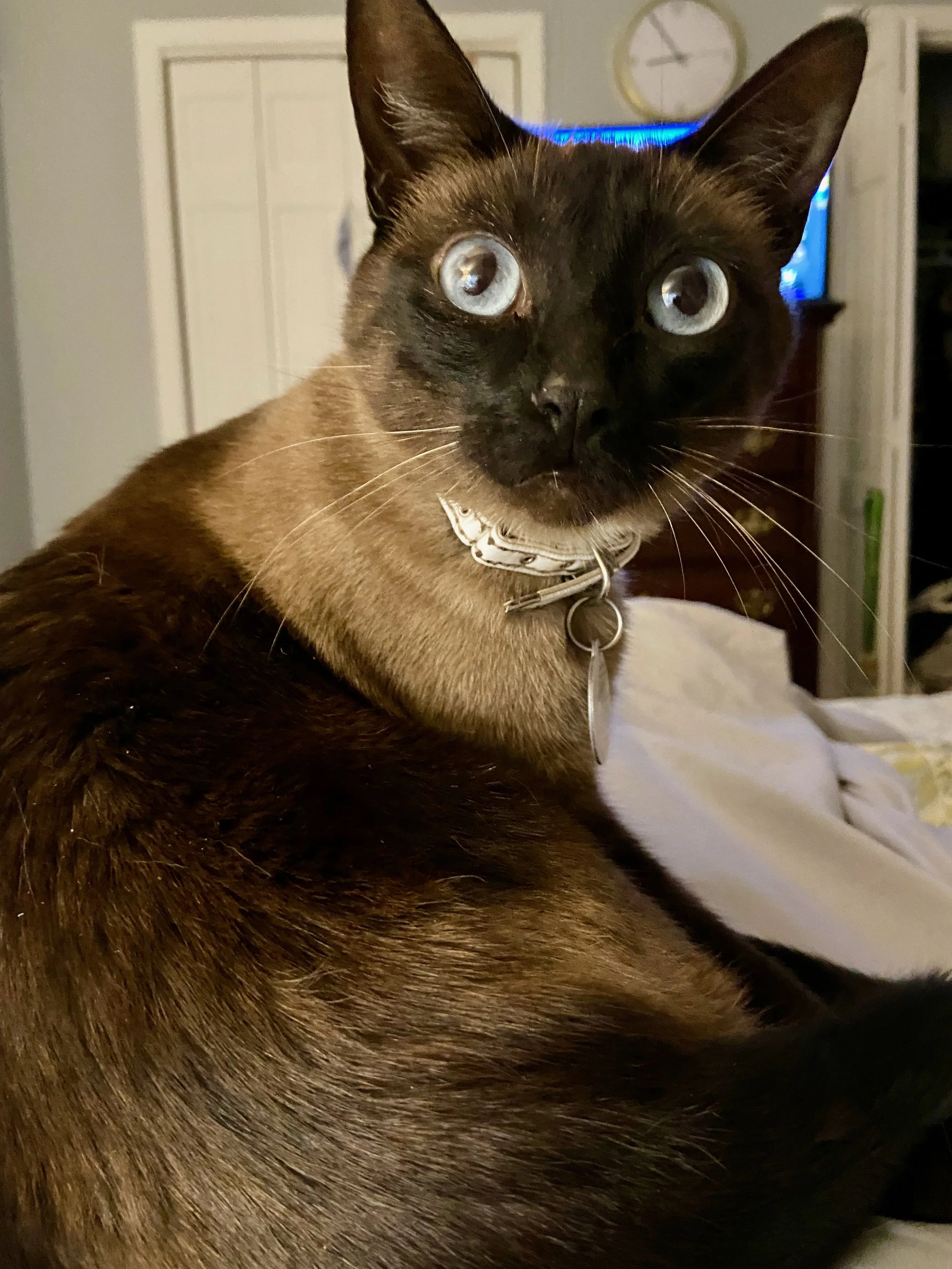 Microchip pic--Minerva.jpeg