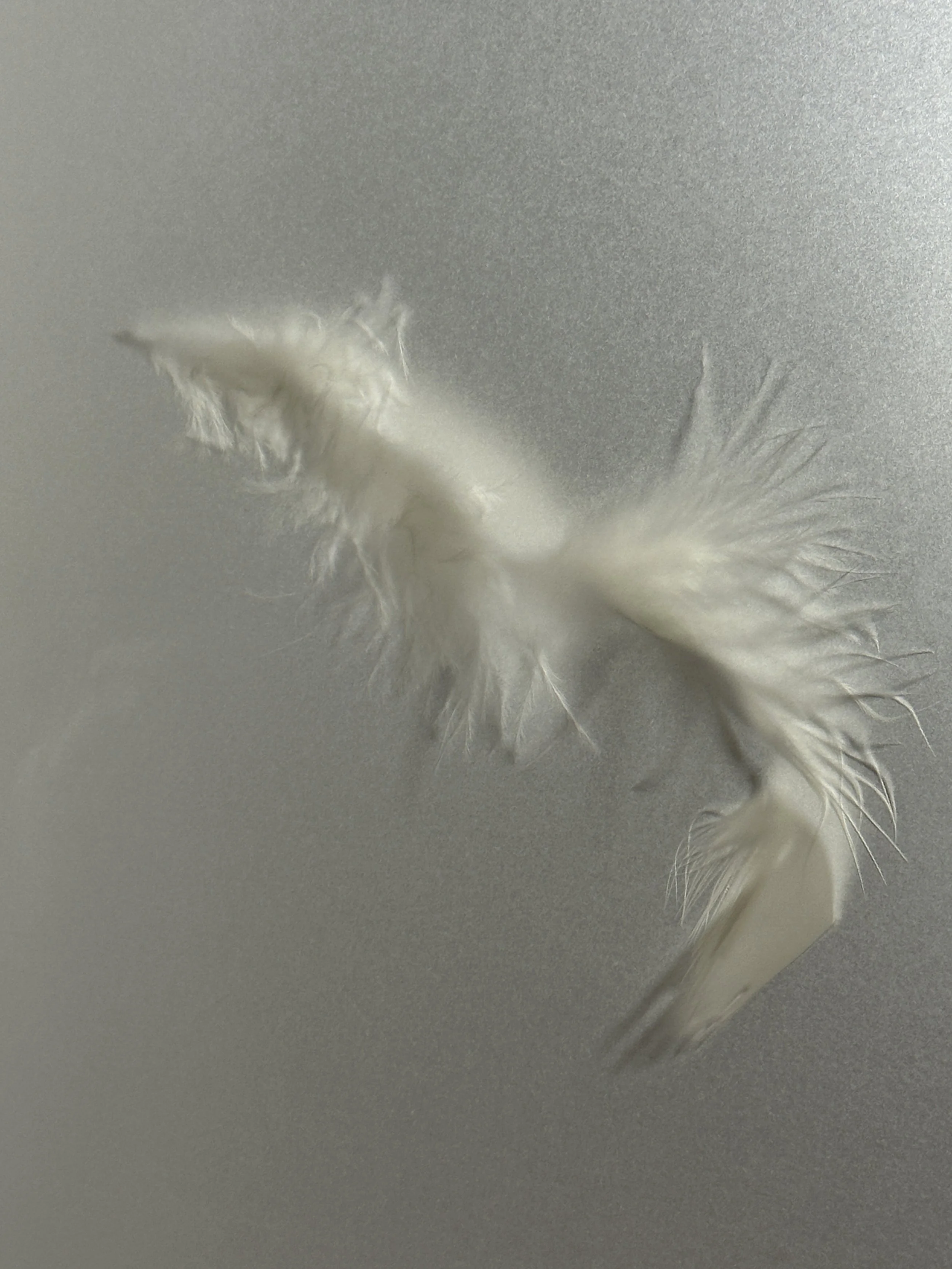 supple_feather.jpg