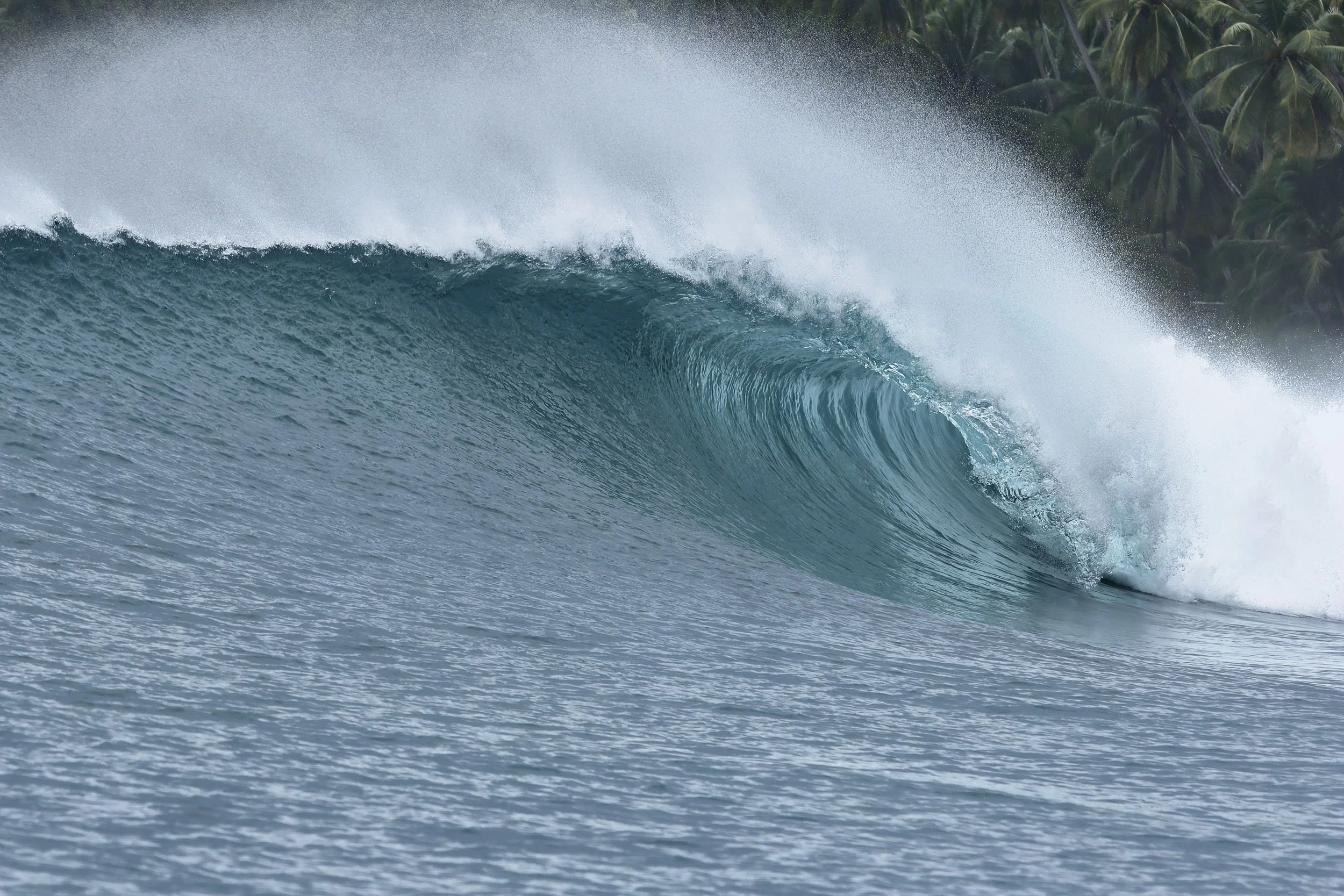 Indo dreaming
