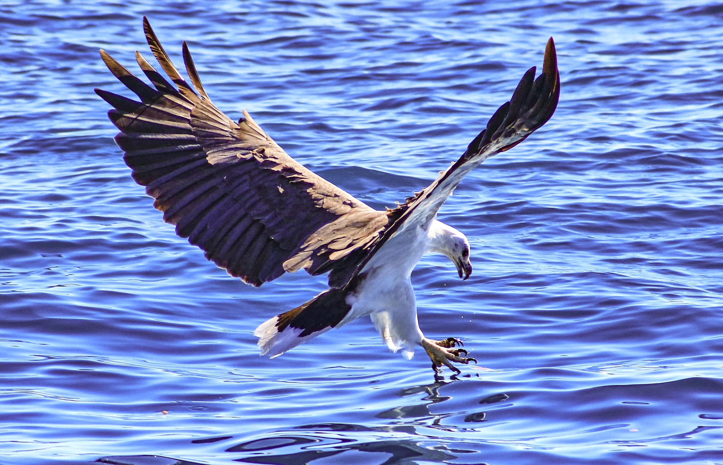  Up the eagles 