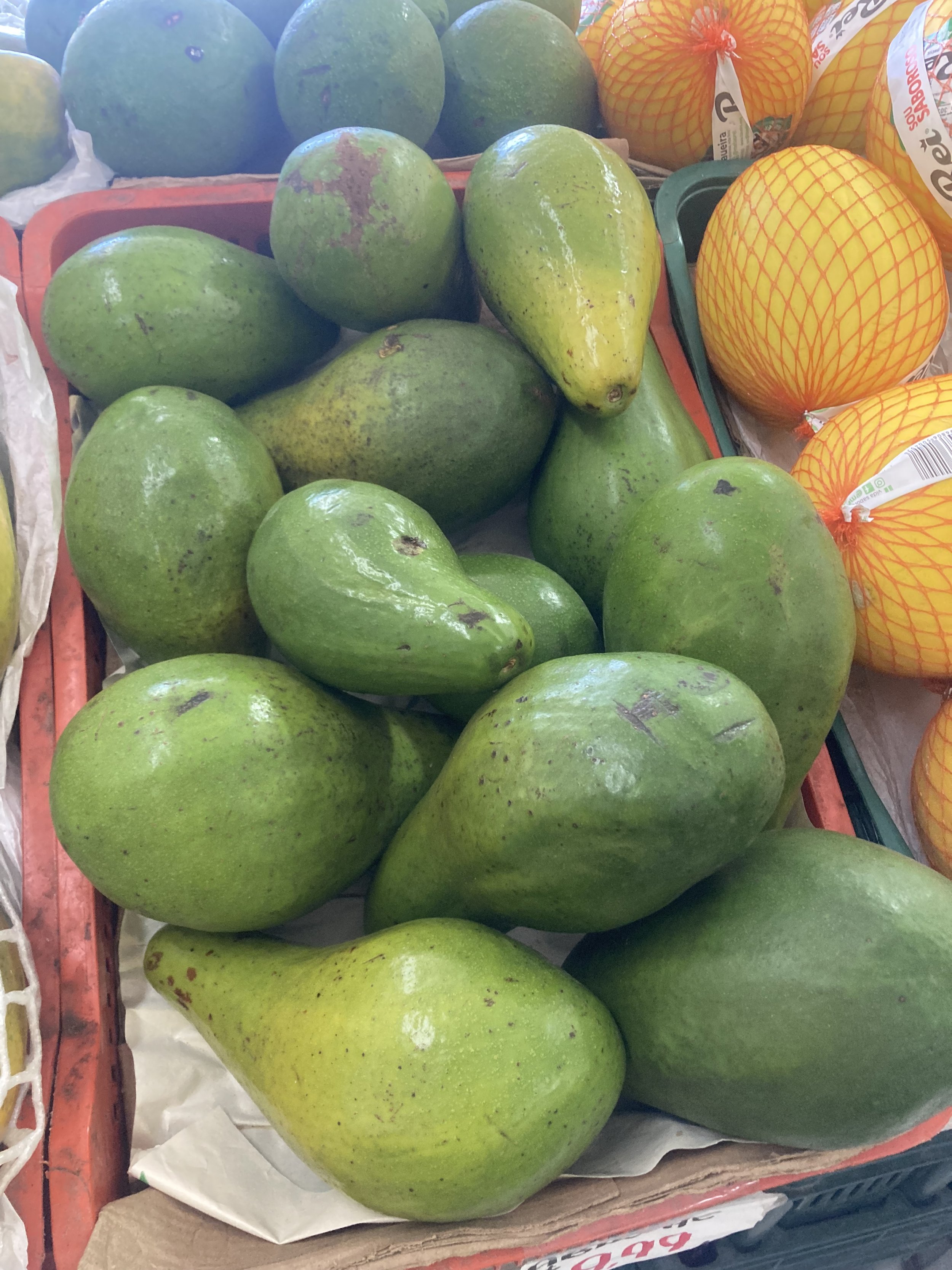 Massive avocados!