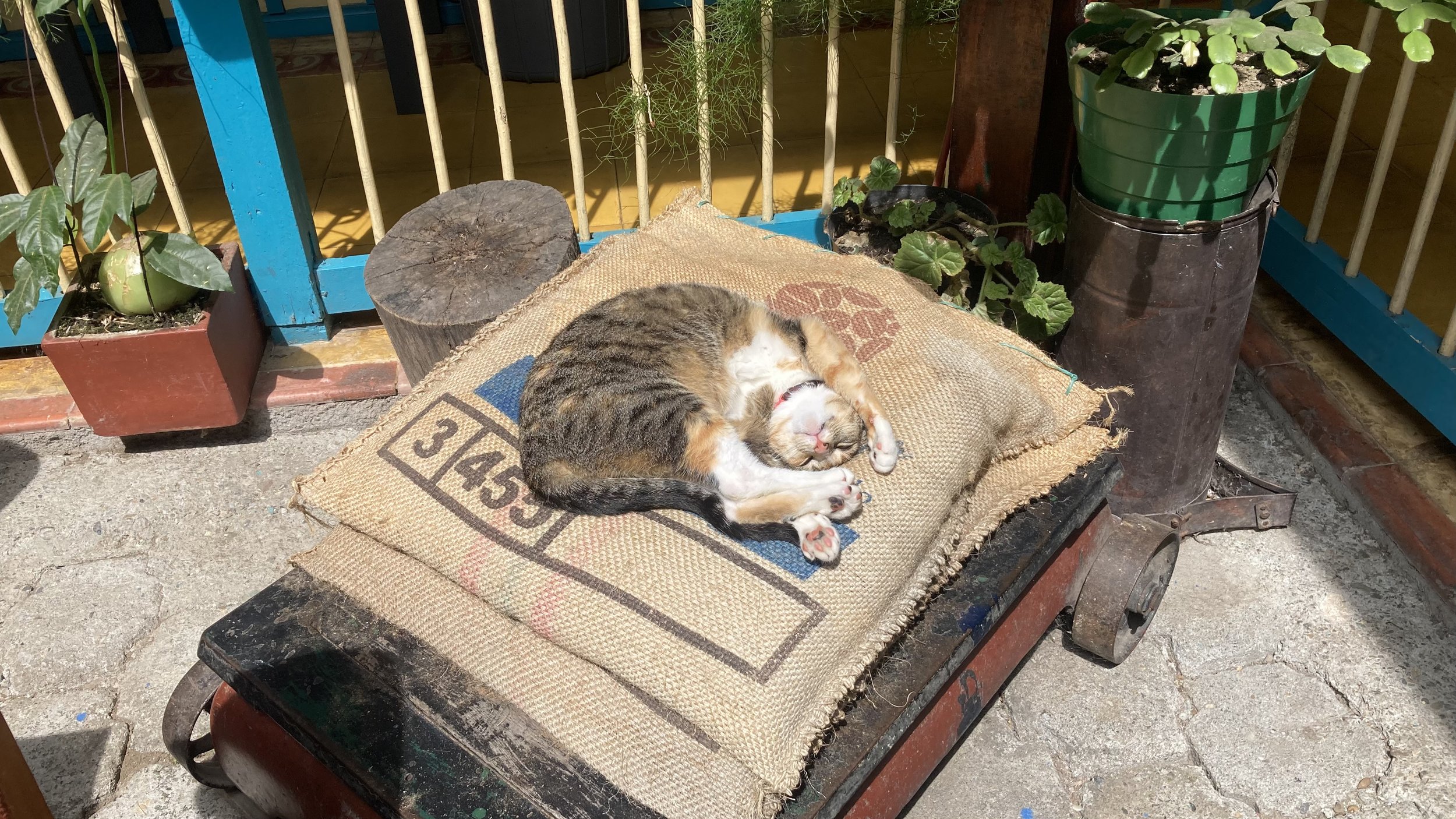 cat salento.jpg