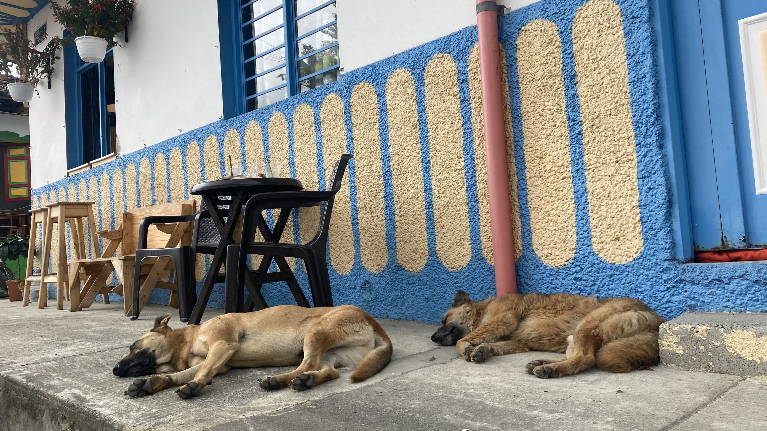 dogs salento.jpg
