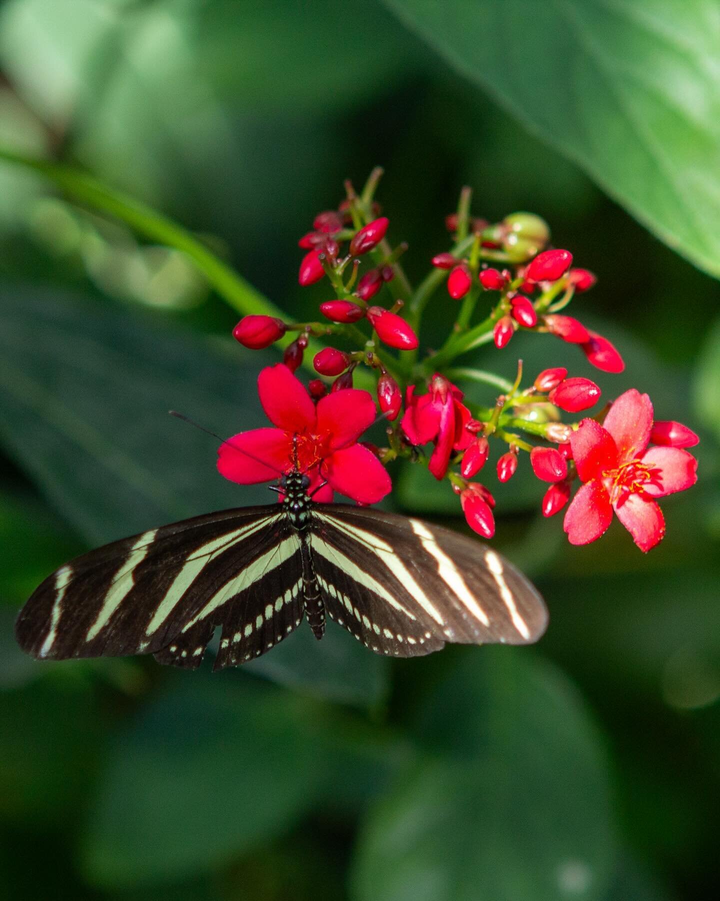 The &ldquo;Butterfly House,&rdquo; located at Spring Creek Gardens in Fort Collins is a USDA facility that houses 22 species of North American butterflies. Visitors pay a small fee to enter the greenhouse and get close and personal with the butterfli