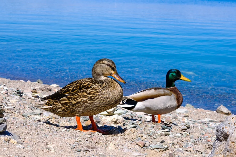  Ducks onshore of Lake Pleasant, March 20 2025. 