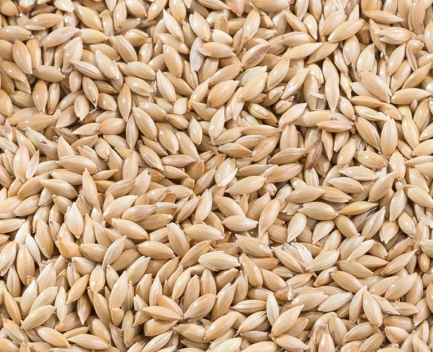 CanarySeed.jpg
