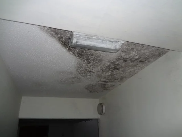 Black mould growth on ceiling panel around light fitting due to poor ventilation and leaks.