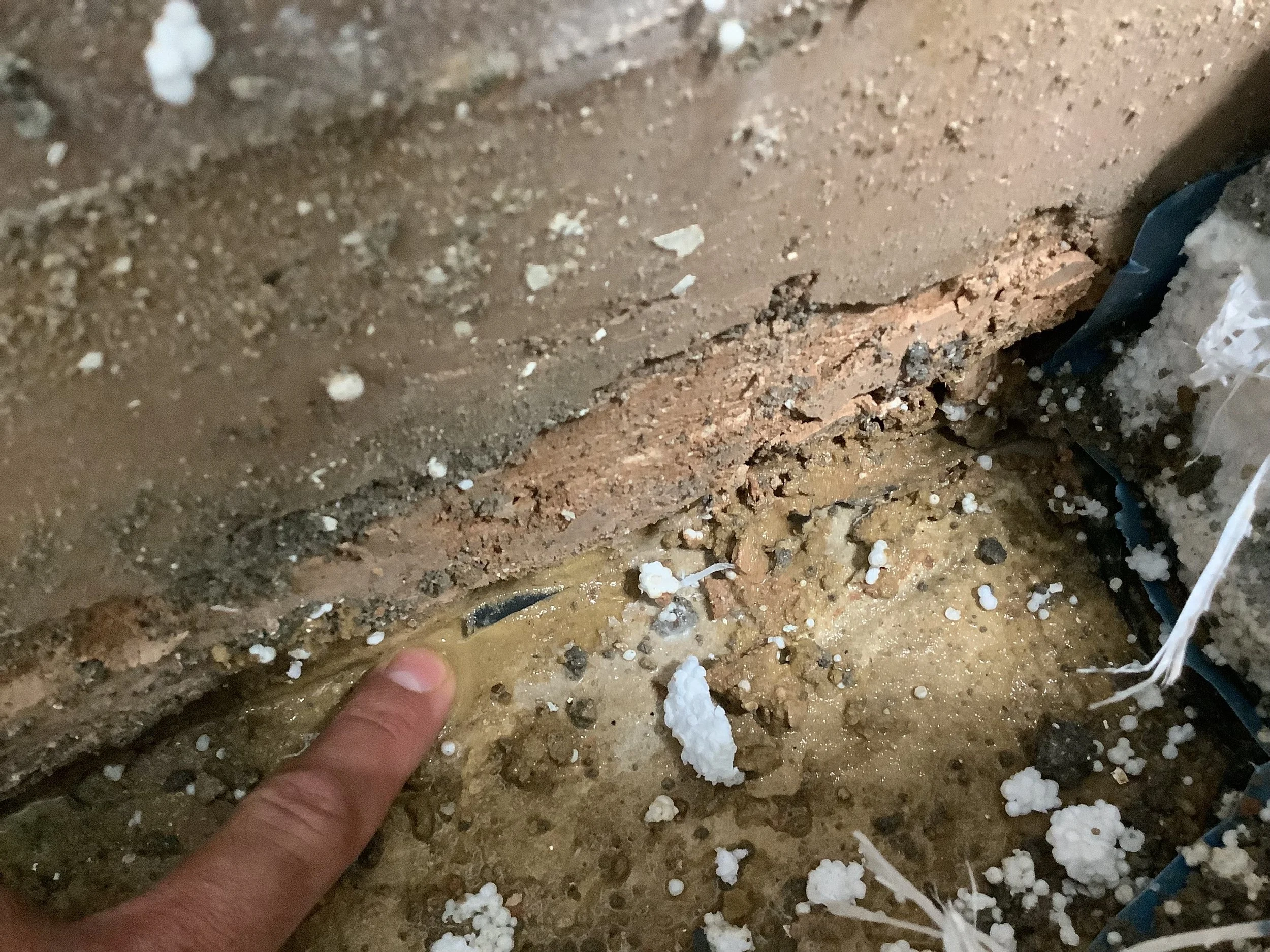 Close-up of wall base showing damp-proof membrane and damp-proof course at same level, confirming moisture tracking pathway in school extension – Durndell Building Surveyors, Milton Keynes.