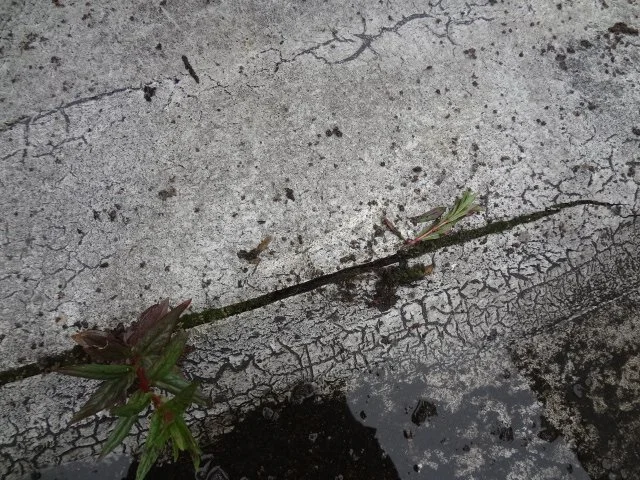 Crack in flat roof asphalt covering with vegetation growth indicating water ingress path.