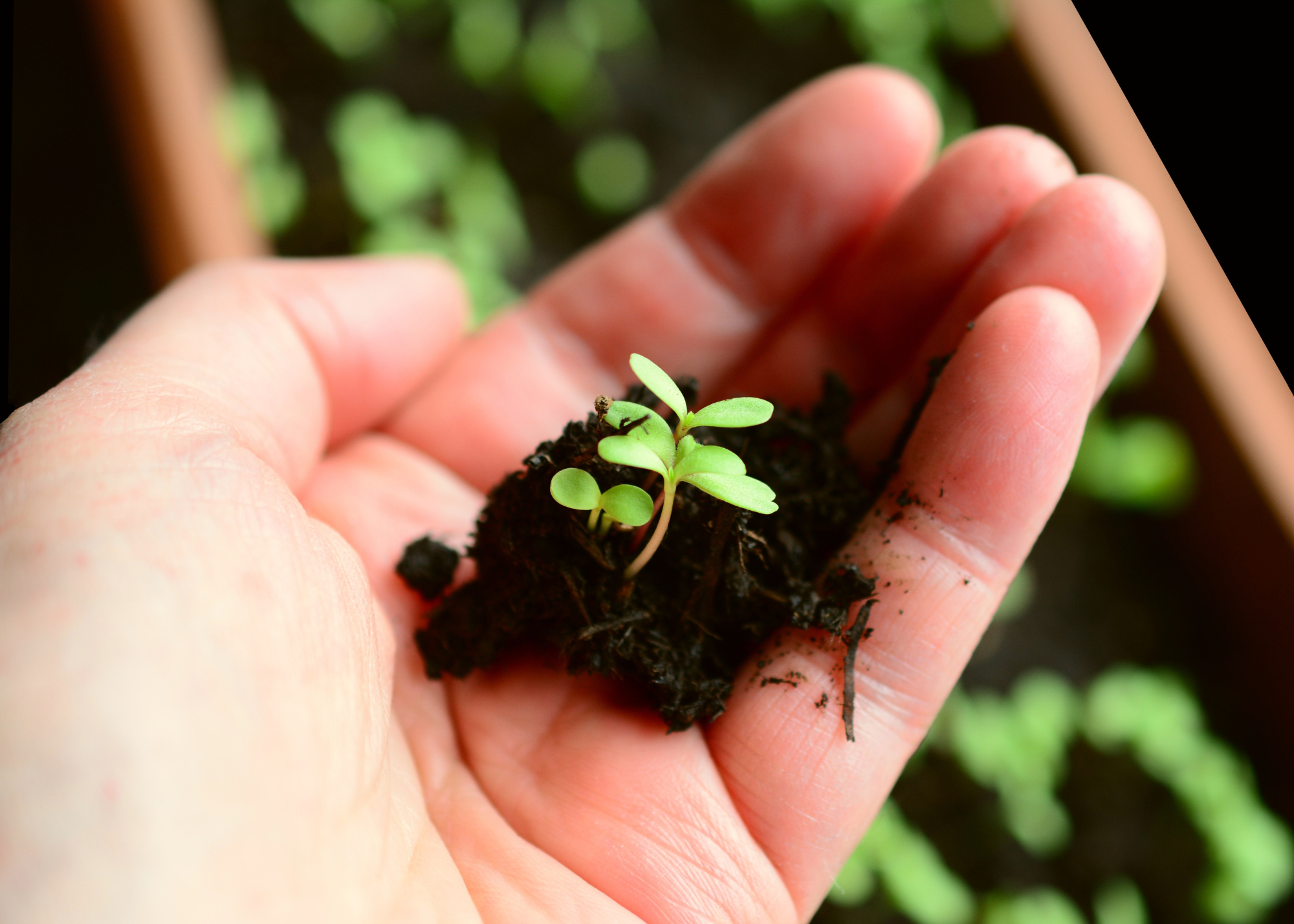 A Seed That Keeps Growing