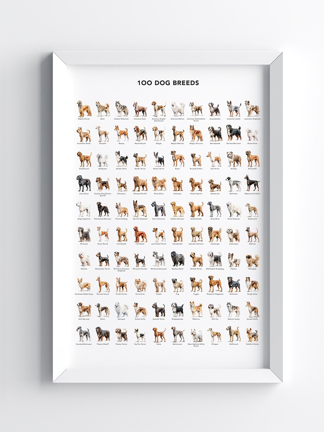 100-dog-breeds-4.jpg