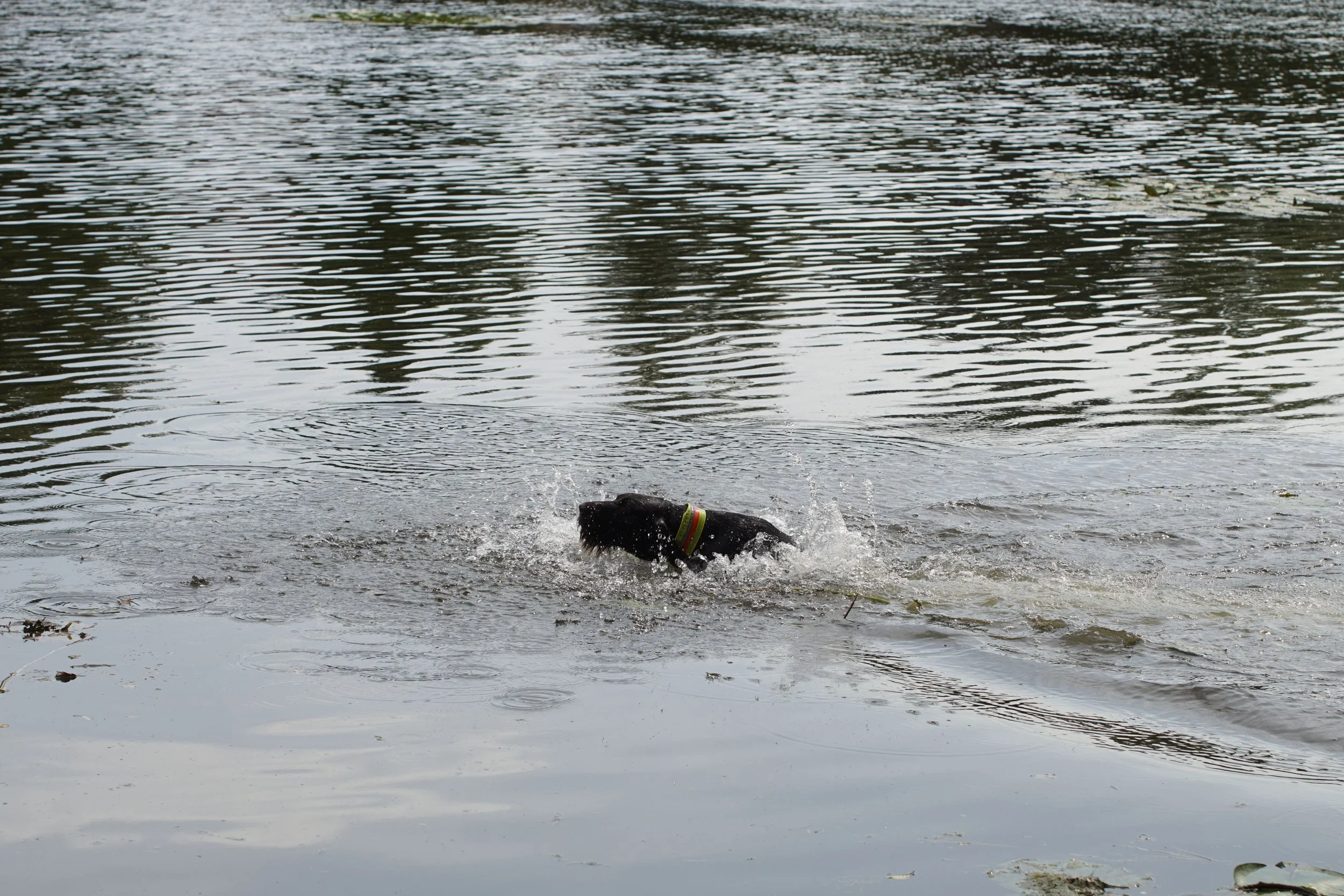 _DSC9558.JPG