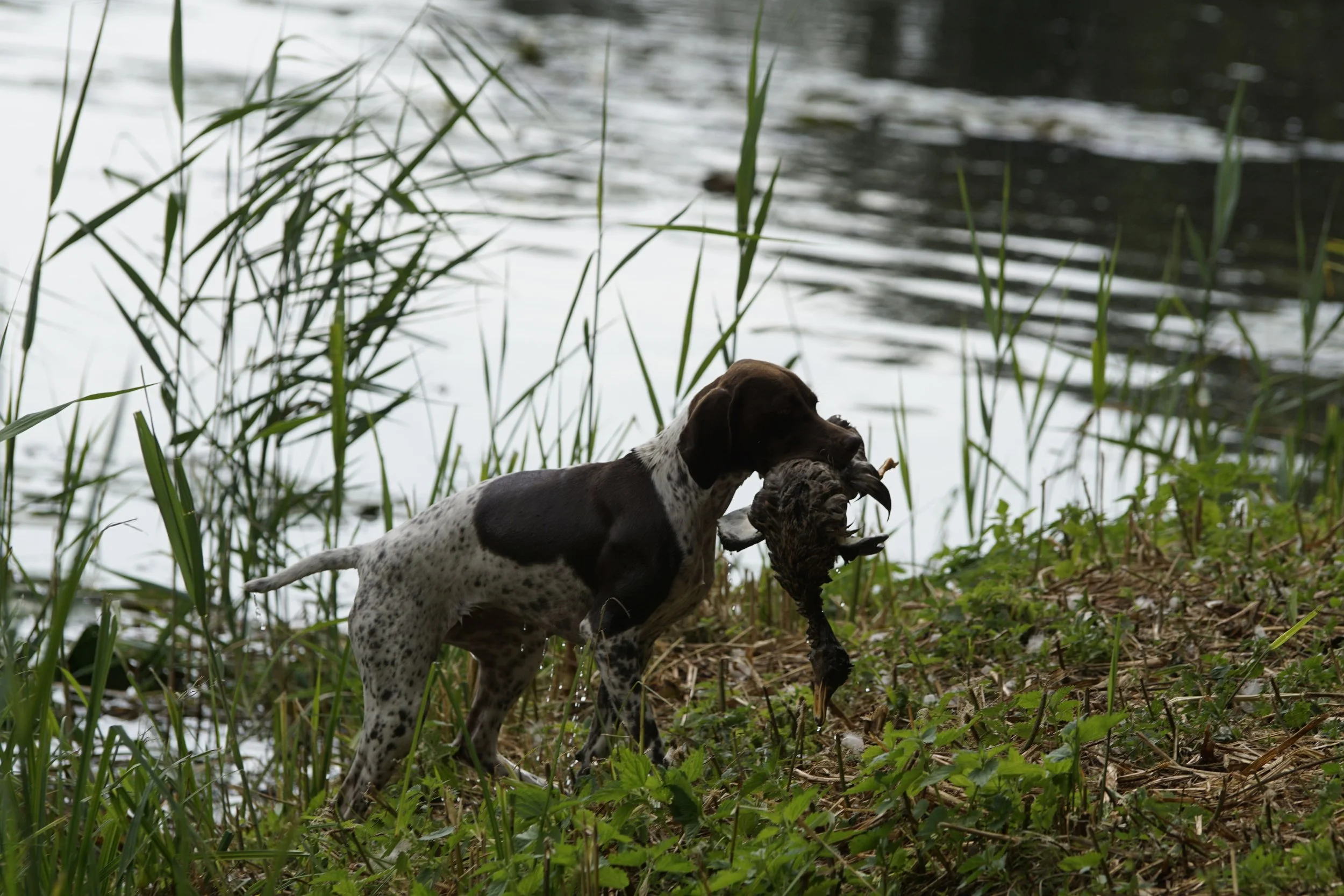 _DSC9660.JPG