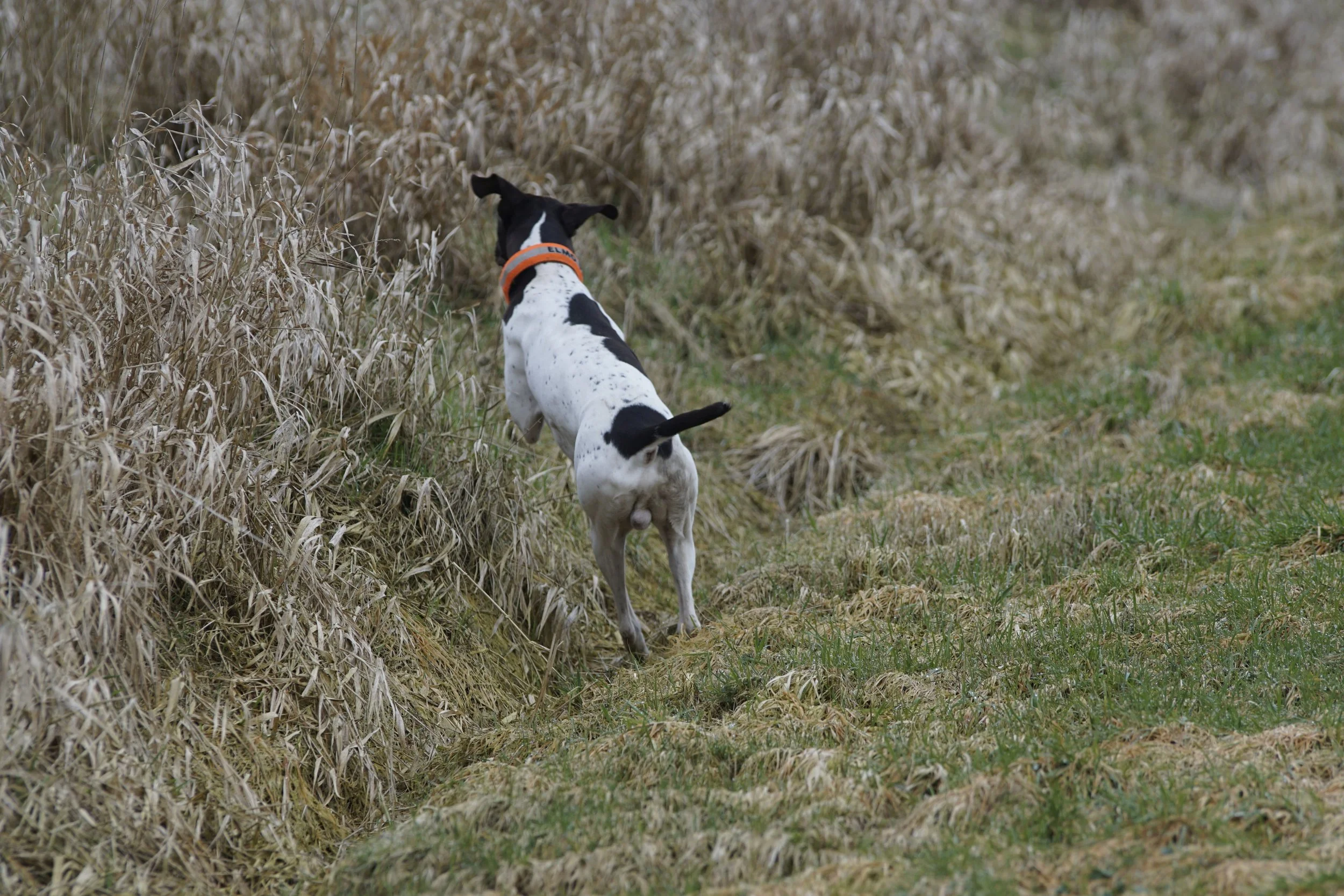 _DSC0586.JPG