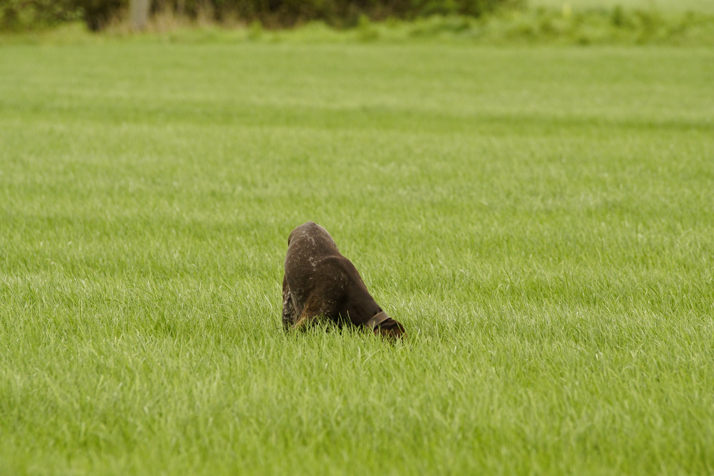 _DSC9638.JPG