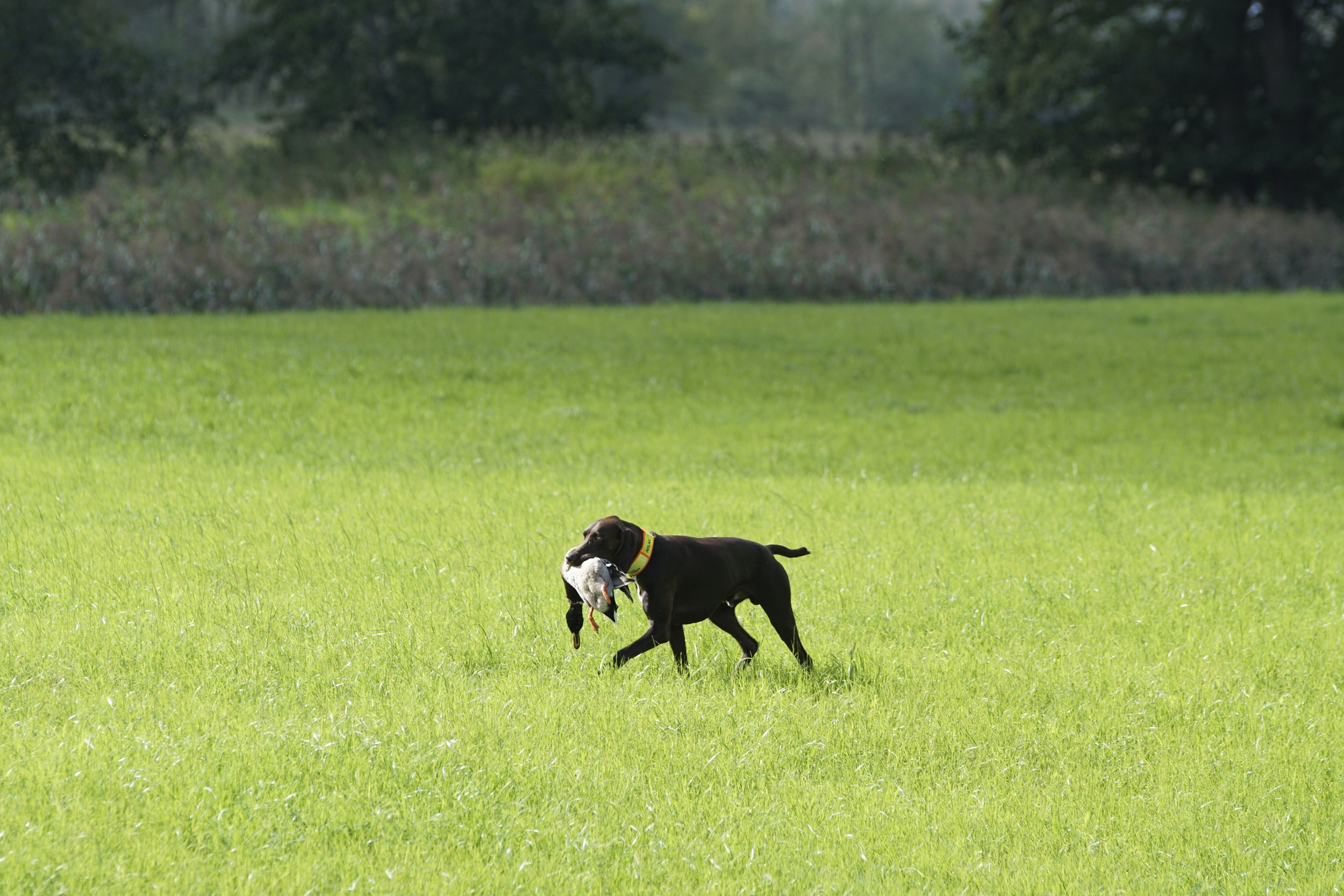 _DSC7975.JPG