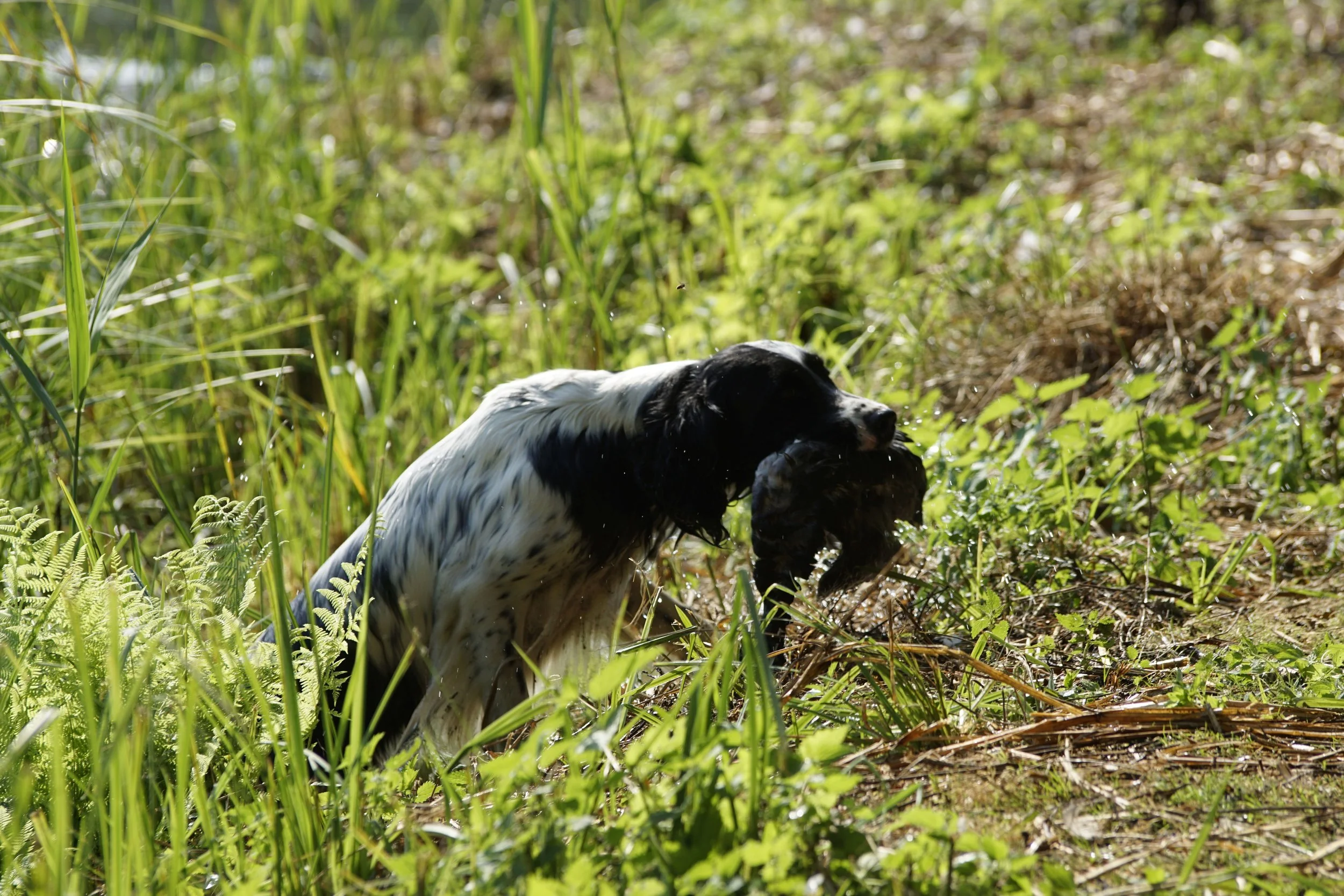 _DSC9238.JPG