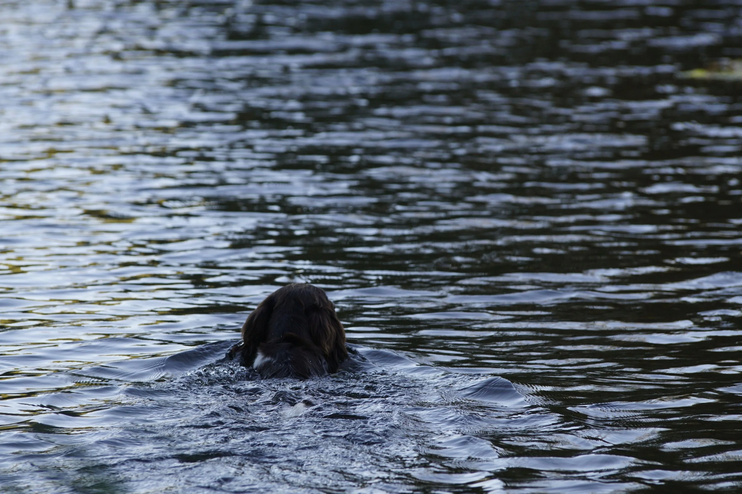 _DSC2804.JPG