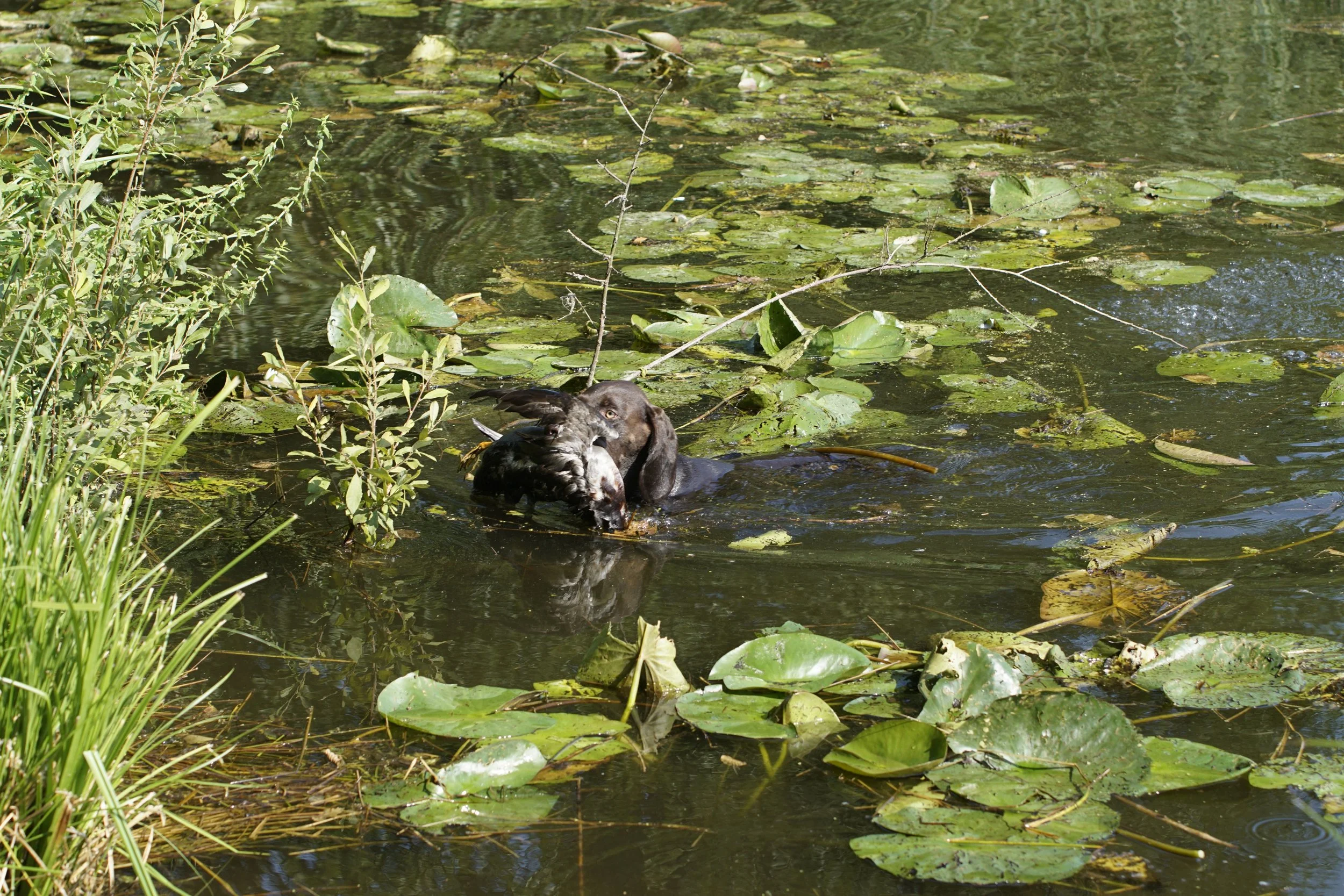 _DSC9338.JPG