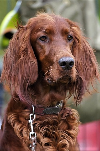 Besuch bei unserem Hundeführer-lehrgang „B“ in Krummendeich