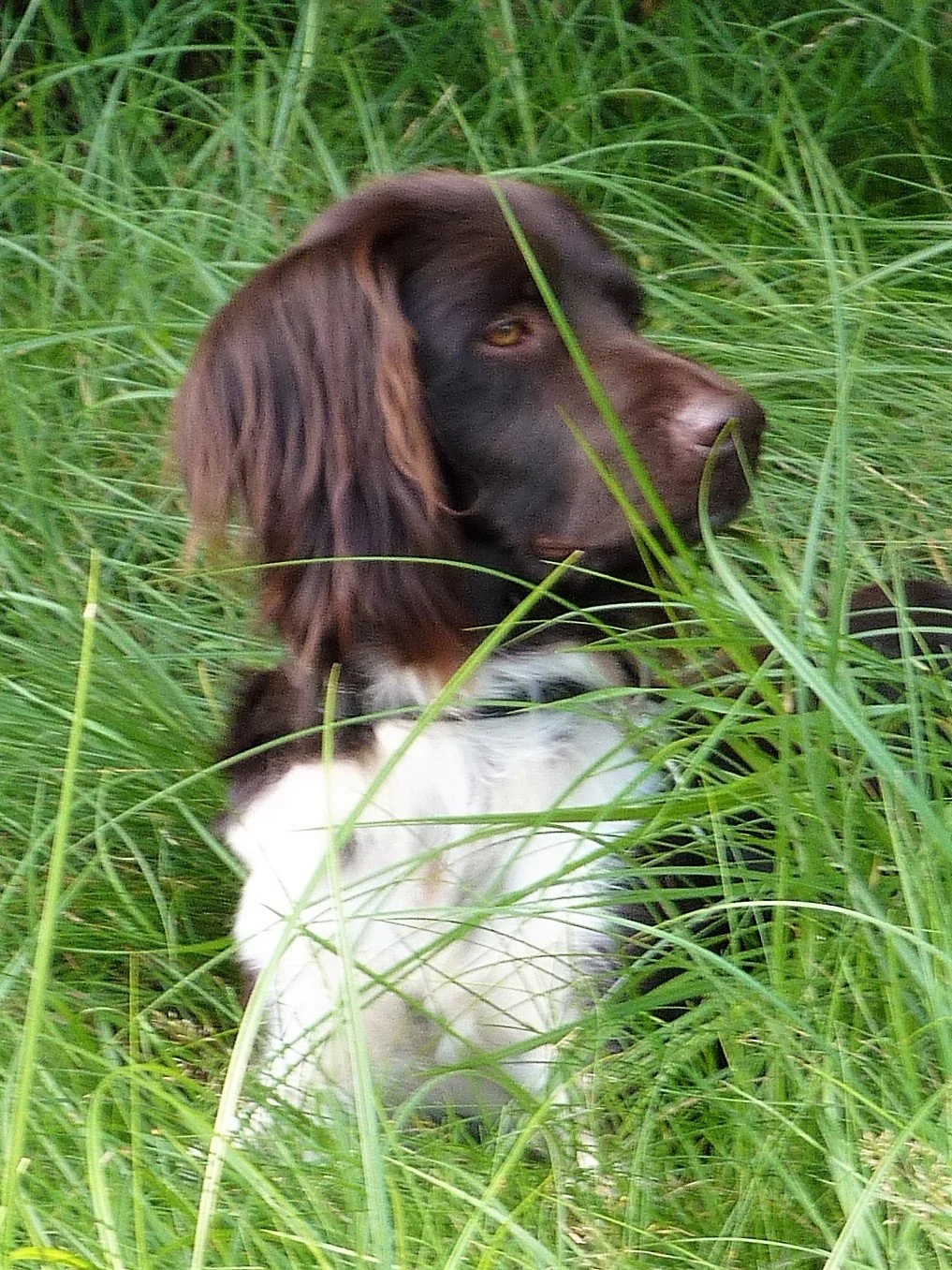 Einladung zum Rettungshund-Casting