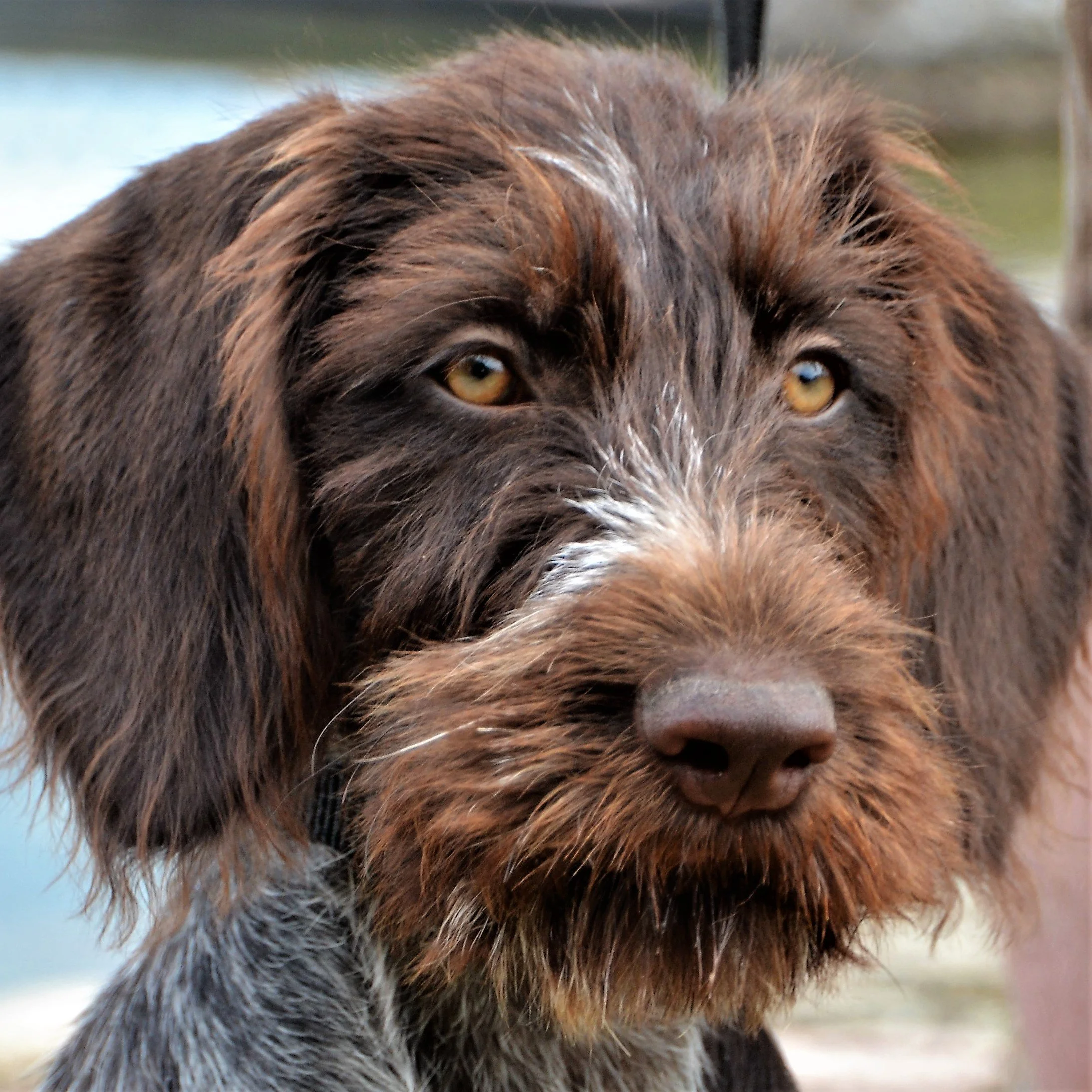 Auch in unserer Welpenschule „A“ in Kakerbeck wird eifrig geübt.