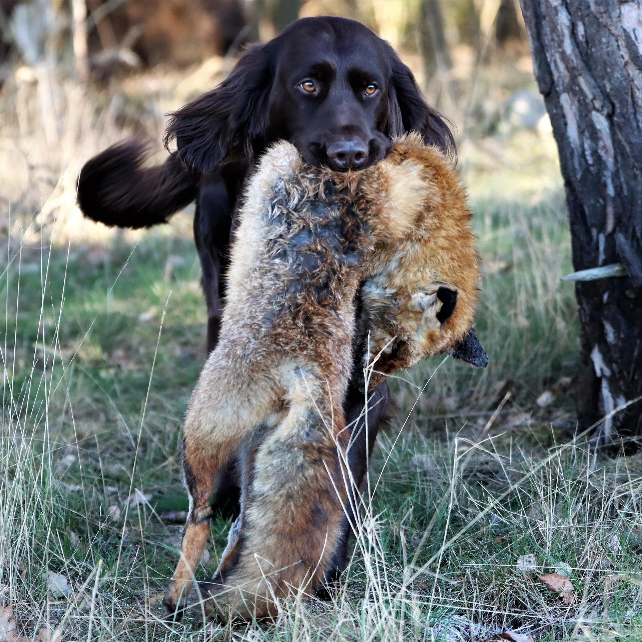 Staupe bei Fuchs in Drochtersen nachgewiesen.
