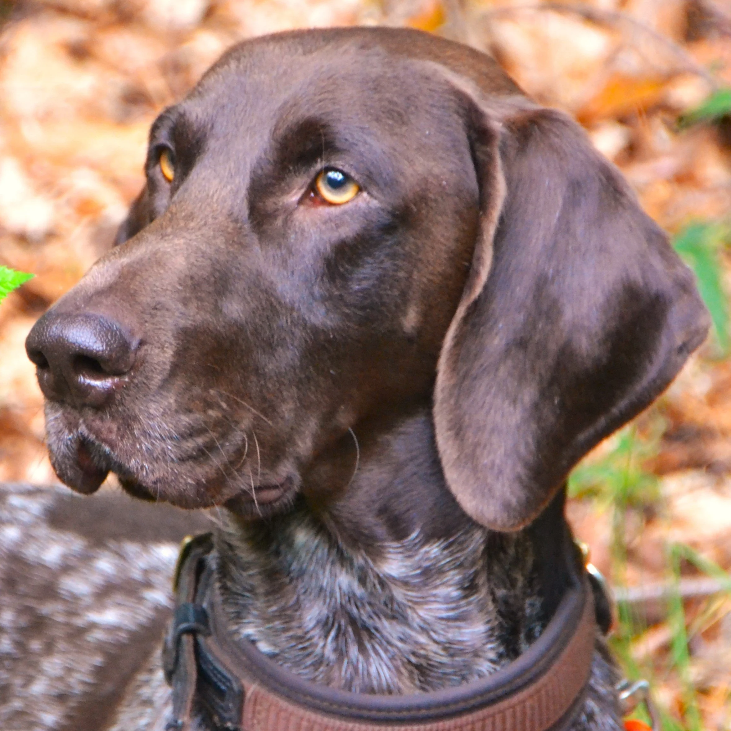 16./ 17. September: Unsere Herbstzuchtprüfung (2) mit Überprüfung der Zusatzfächer zur bestandenen HZP (2) fand in Kehdingen statt.