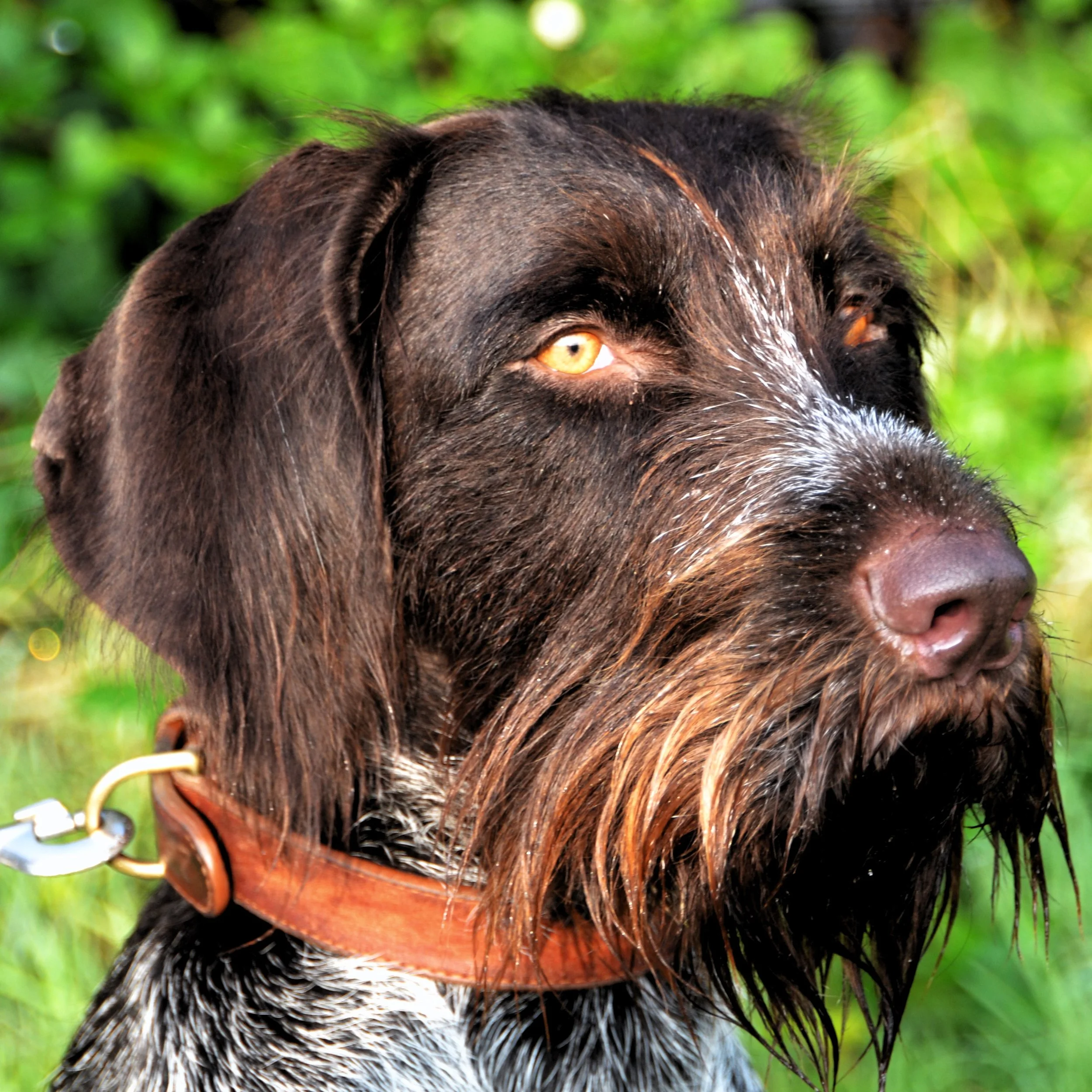 Gute Ergebnisse bei unseren HZP im Jahr 2023. Suchensieger Bohmbach wurde geehrt.