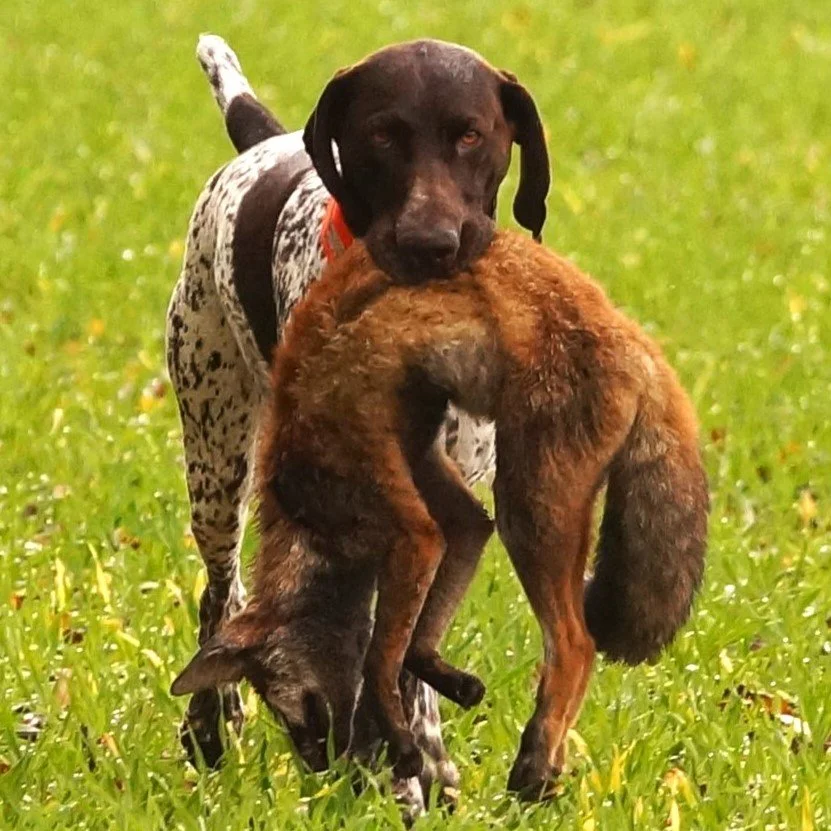 Auch unsere zweite Bringtreueprüfung fand in Heimbruch statt.