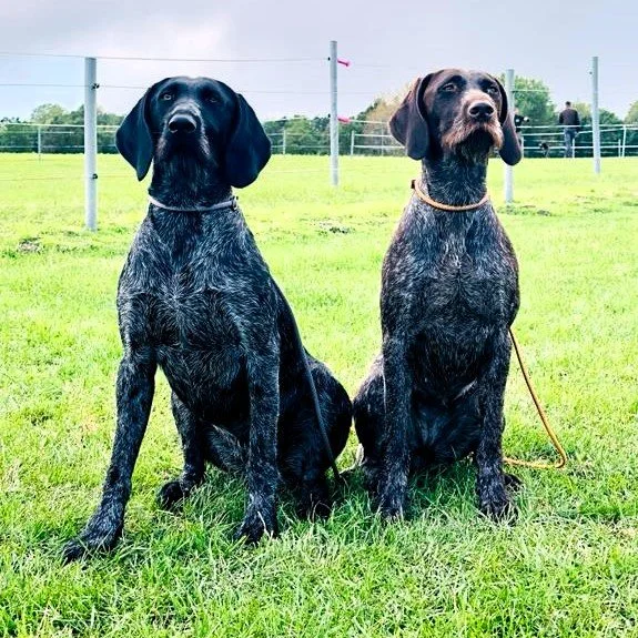 Hegewald Zuchtprüfung des VDD im Oktober 2023. Wir gratulieren unseren erfolgreichen Mitgliedern.