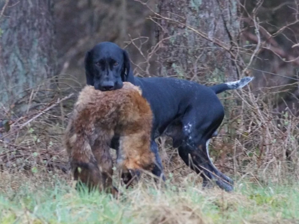 Taro von Neibur (UK) und Tjaerk Magnus Laut wurden Prüfungssieger unserer Bringtreueprüfung Btr 2024