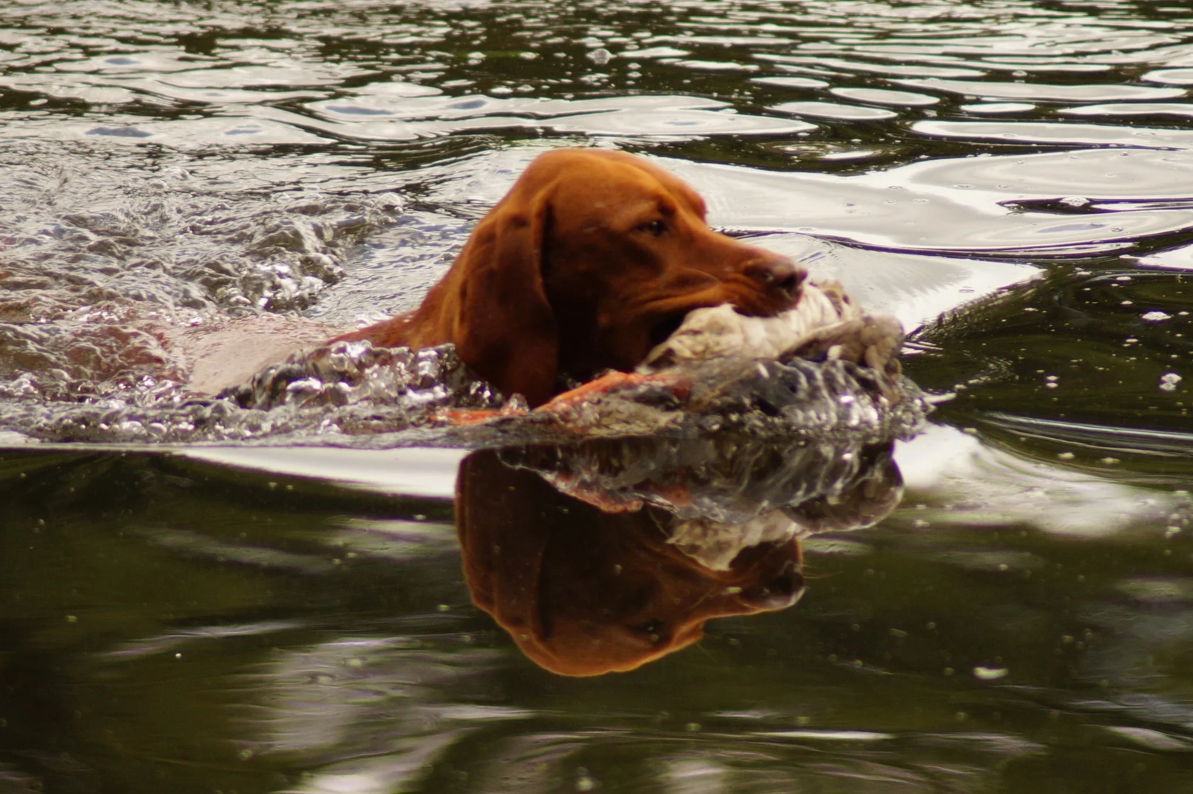 Perfekte Bedingungen beim Wasserübungstag auf Gut Daudieck!