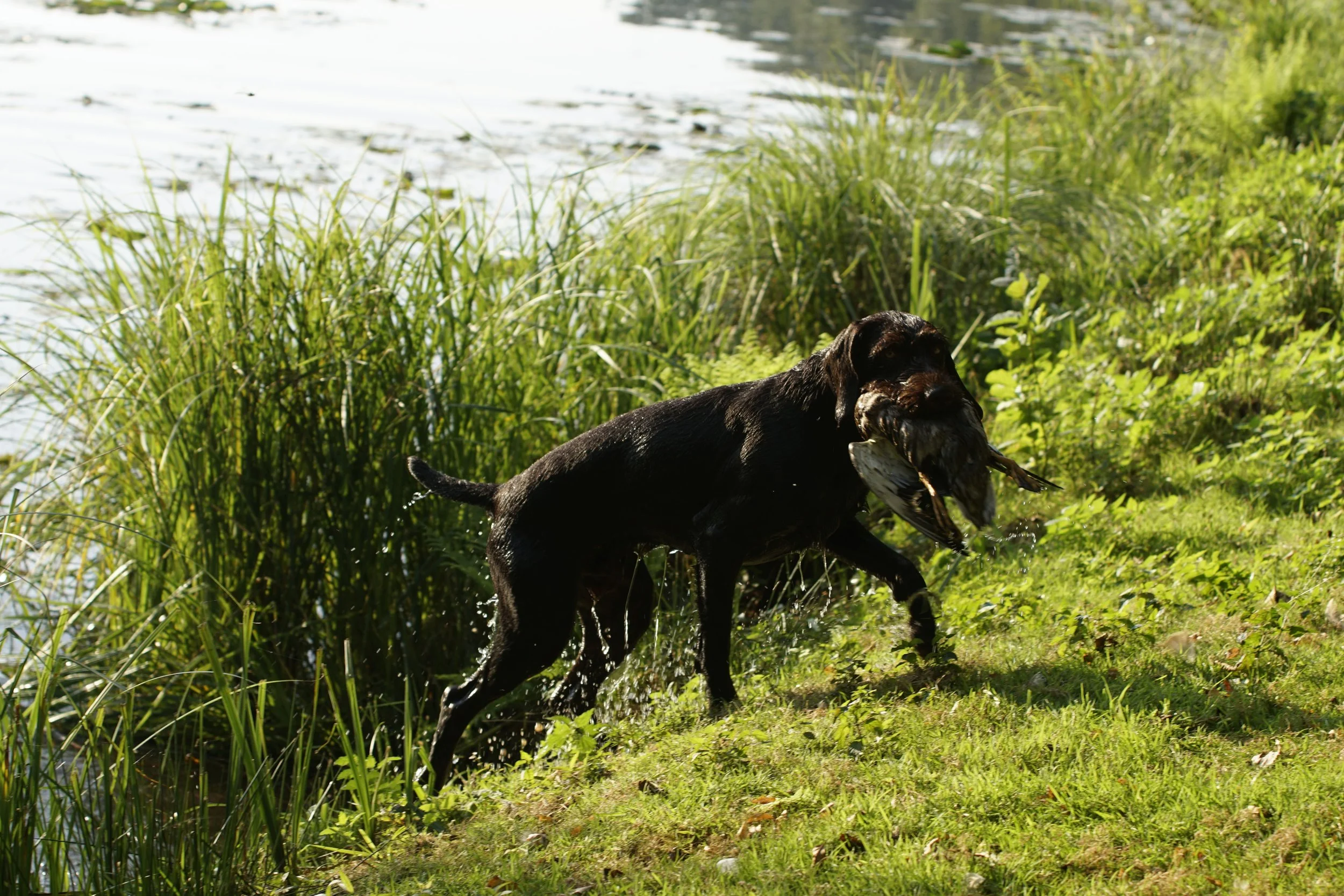 _DSC8650.JPG
