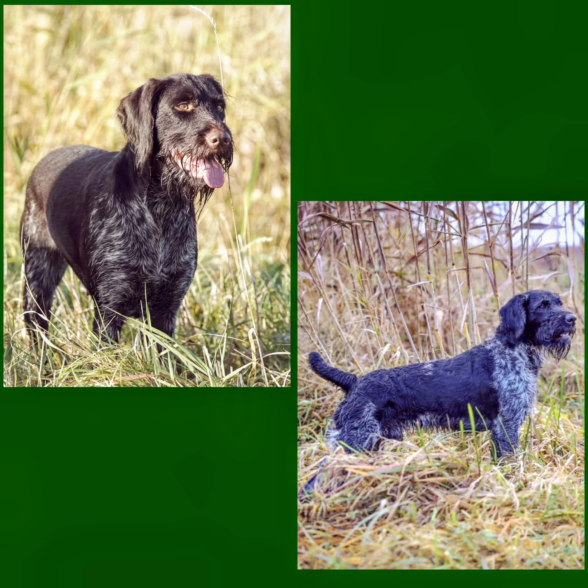 Deutsch-Drahthaar Zwinger “Von der Elbe” freut sich über den G-Wurf