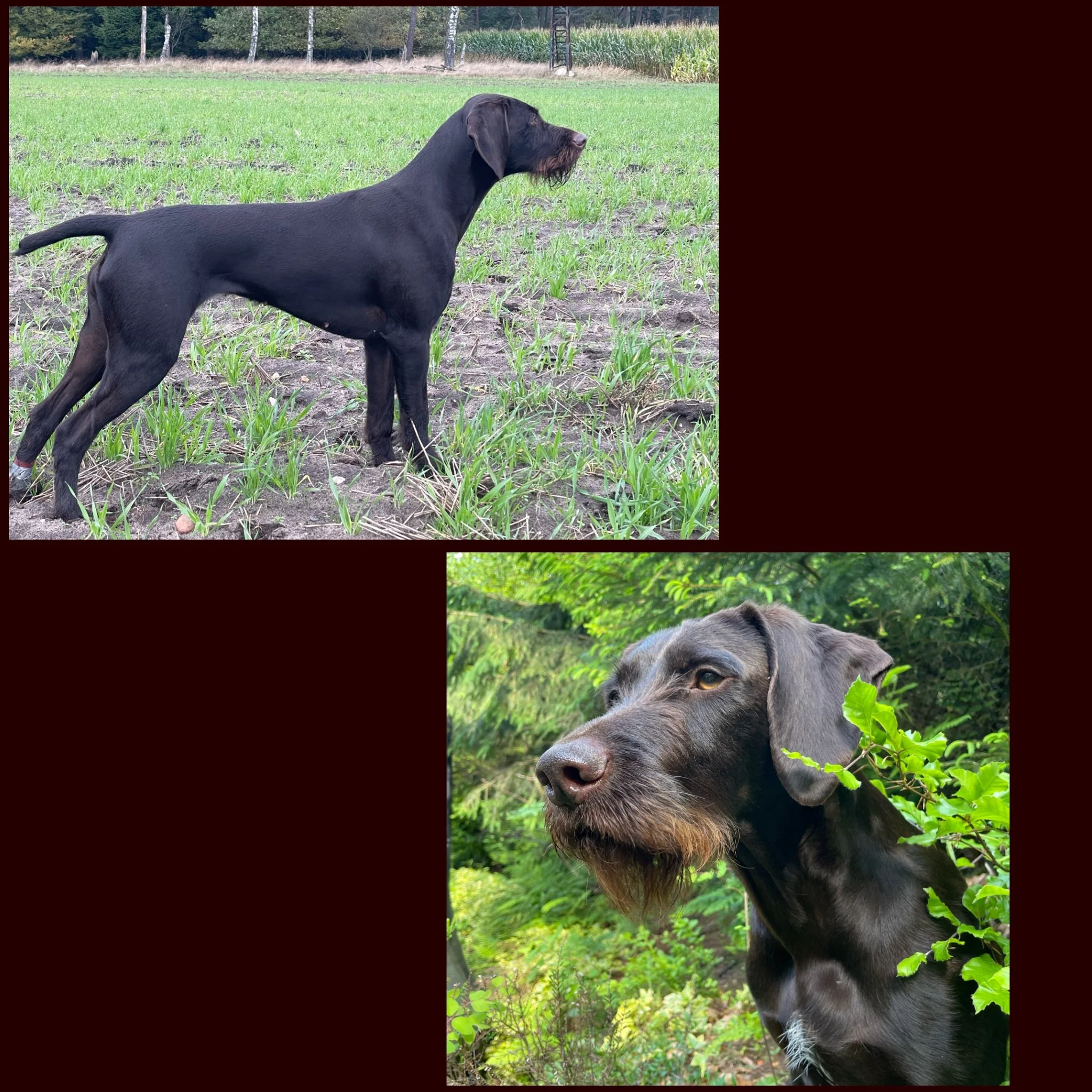 Der Zwinger “vom Hasselbrack” erwartet seinen A-Wurf