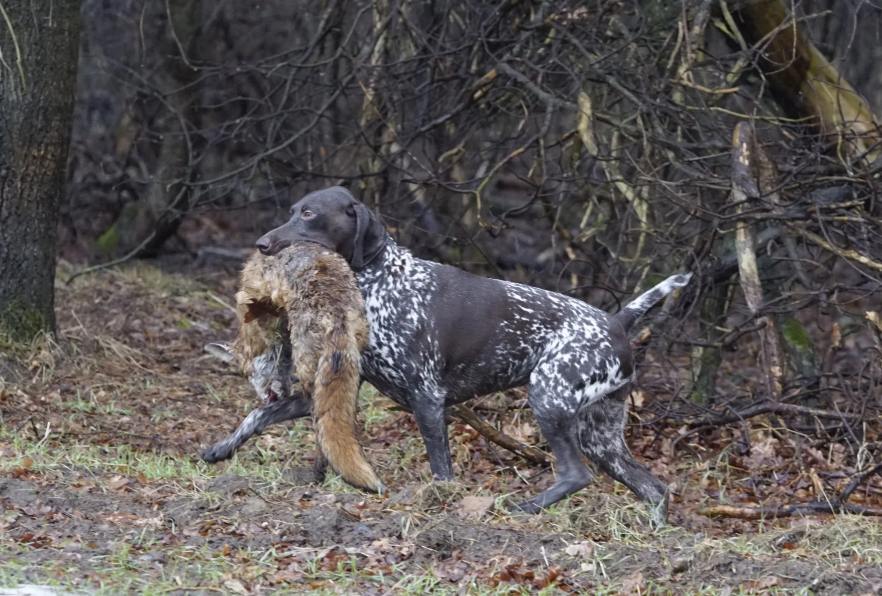 “Fabella vom Barlager Forst” und Lutz Schaffernich - Prüfungssieger bei unserer Bringtreue 2026