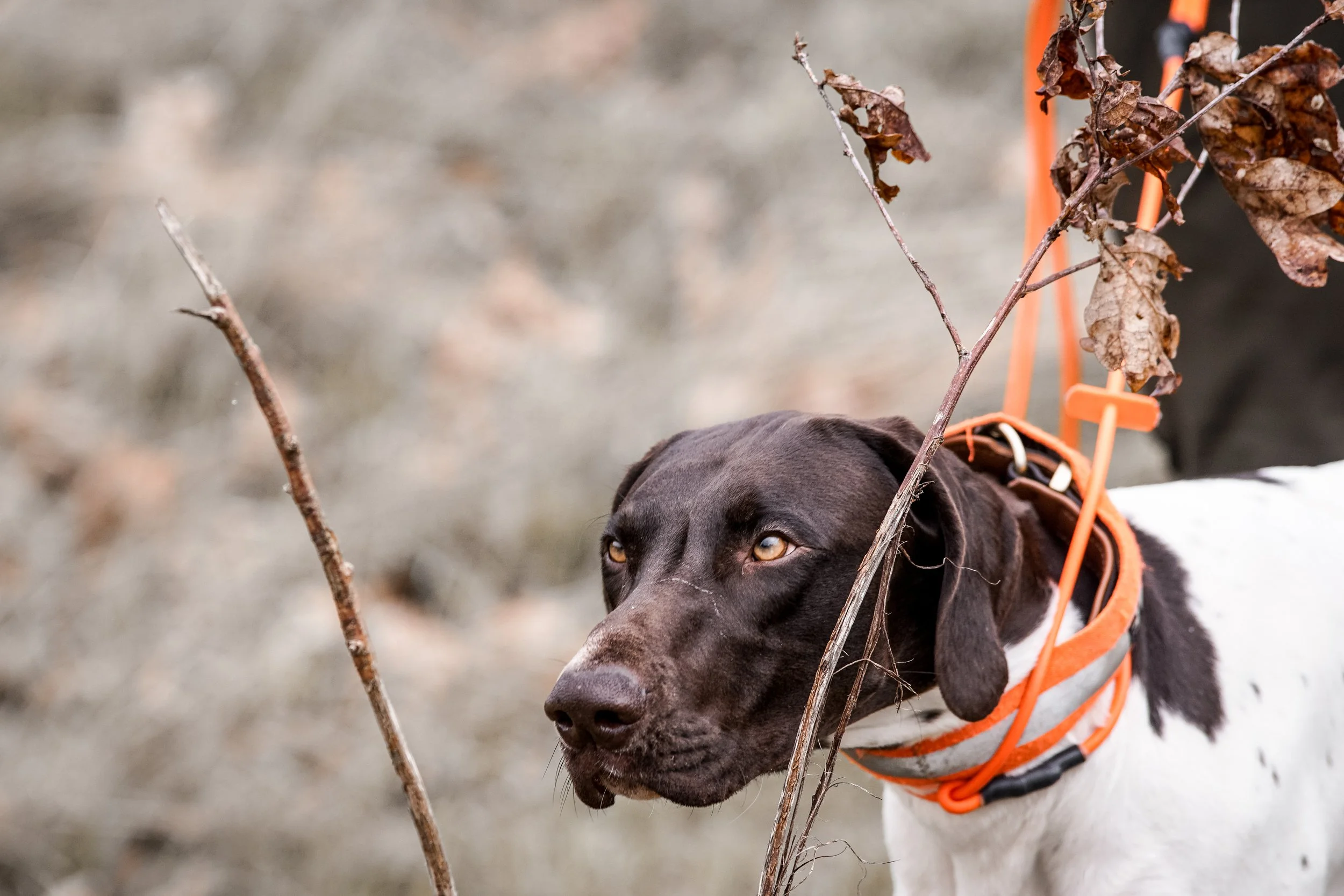 Erste VJP 2026 – DD-Hündin „Hille vom Skalablick" wird Prüfungssiegerin