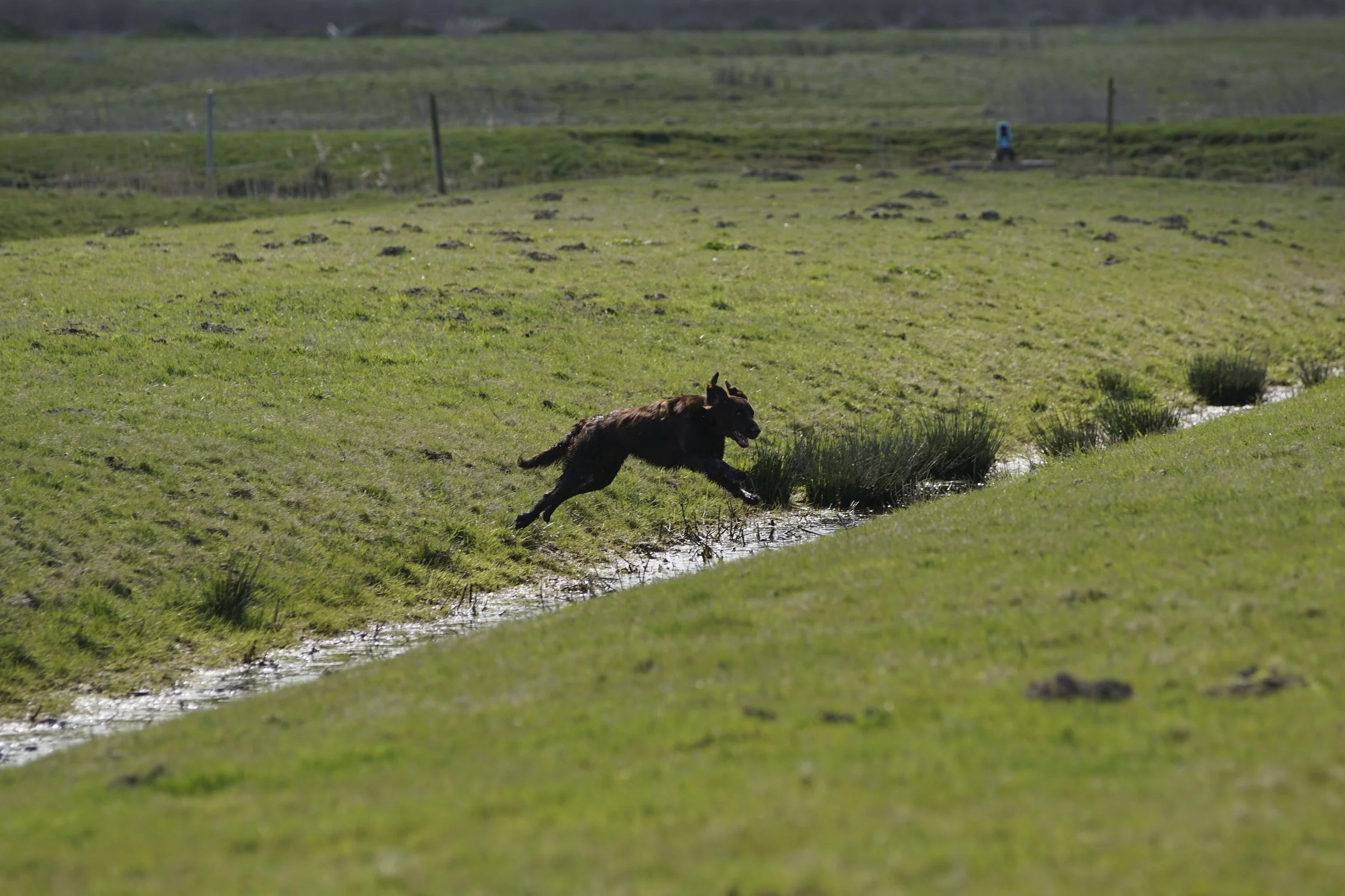 Zweite VJP 2026 –  Maertha Laut und DK-Rüde „Ahoi von der Reeperbahn" werden Suchensieger