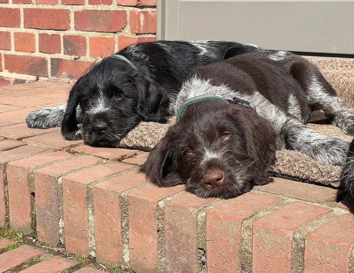 Deutsch-Drahthaar Zwinger “Von der Elbe” hat noch zwei Rüden abzugeben