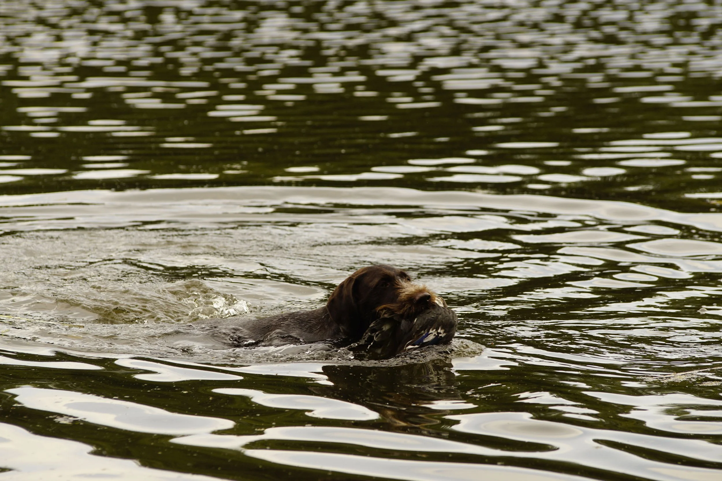 _DSC9747.JPG