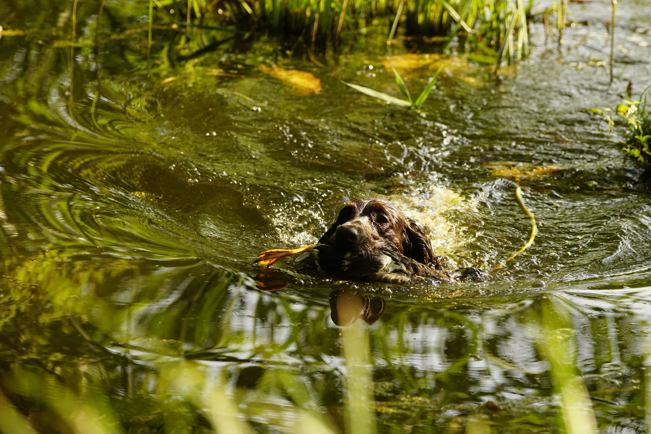 _DSC8960.JPG