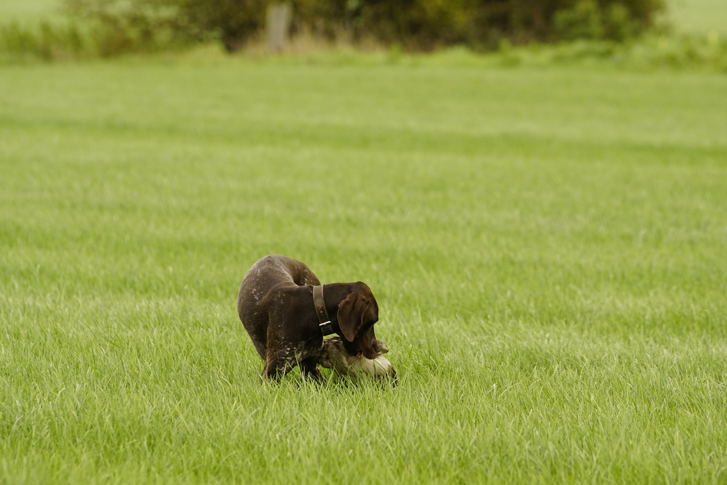 _DSC9639.JPG