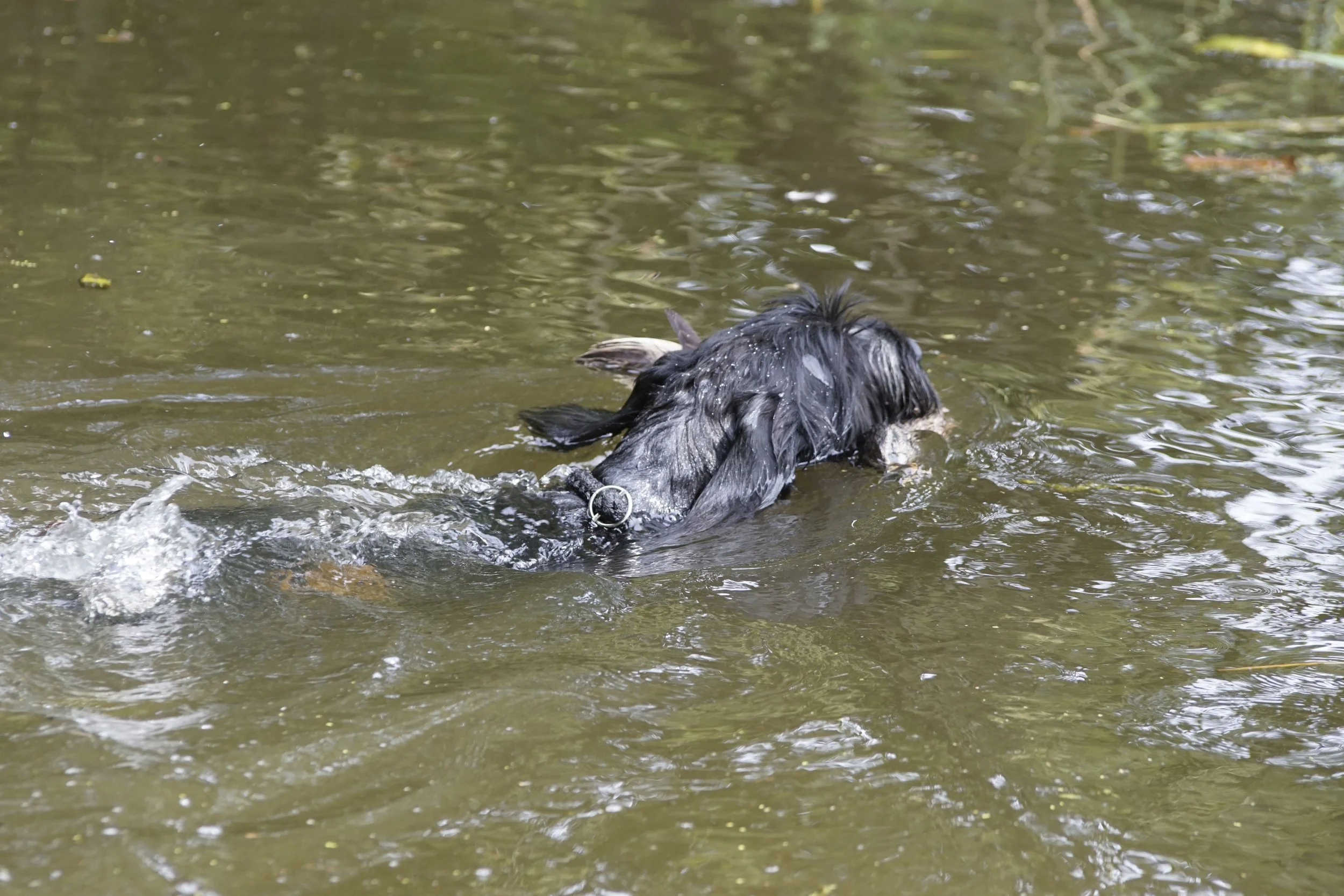 _DSC9508.JPG