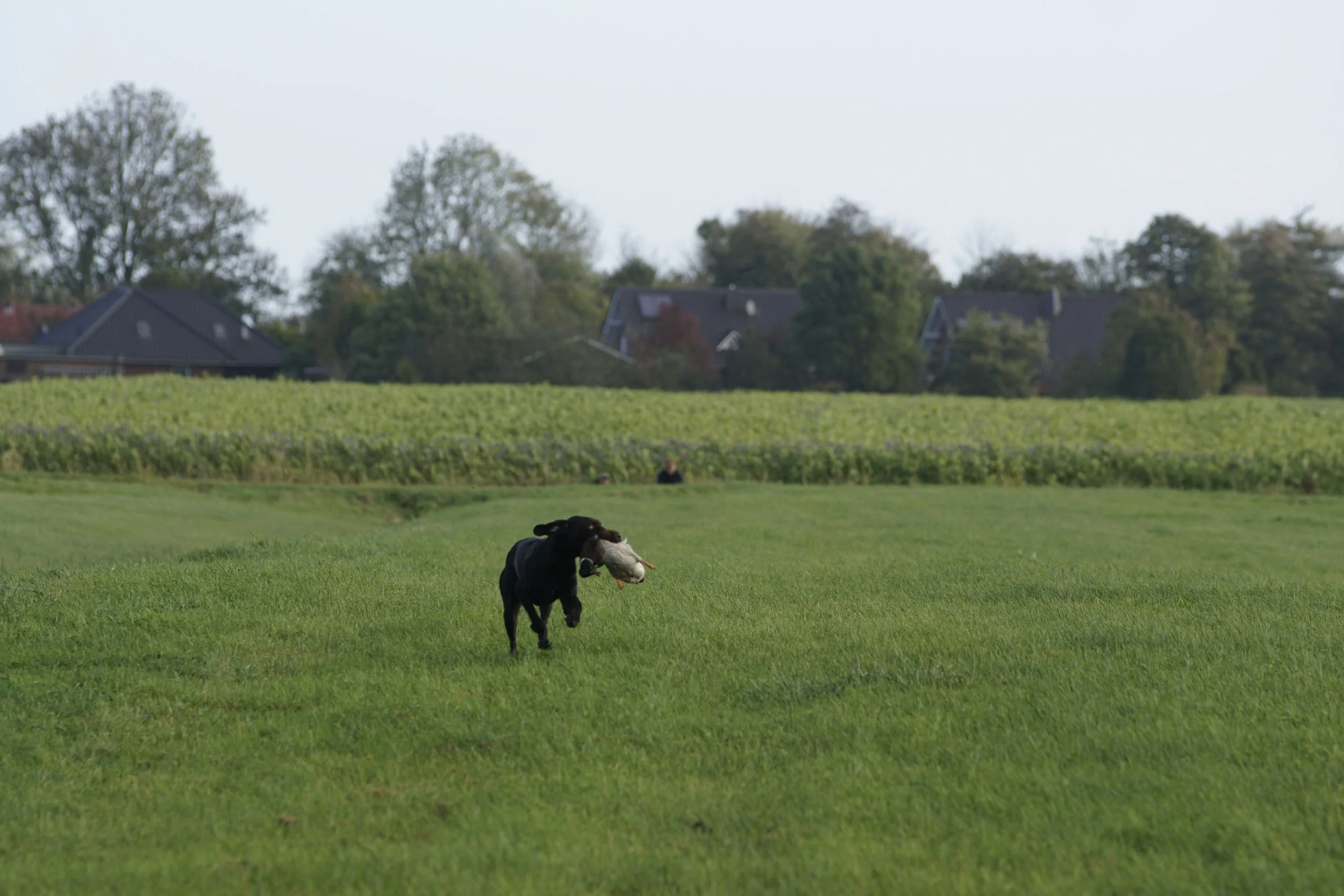 image7ii0667.jpg