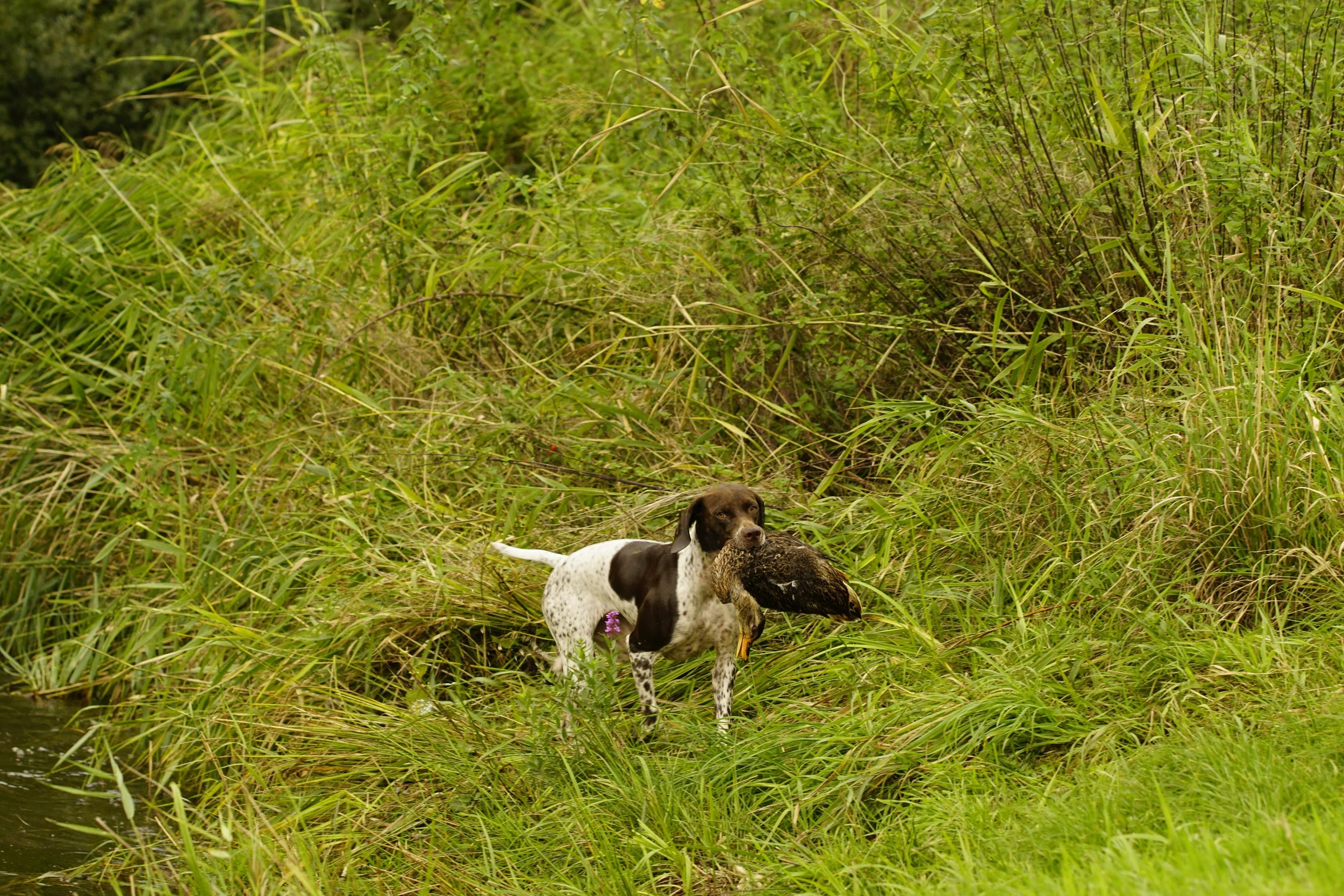 _DSC9045.JPG